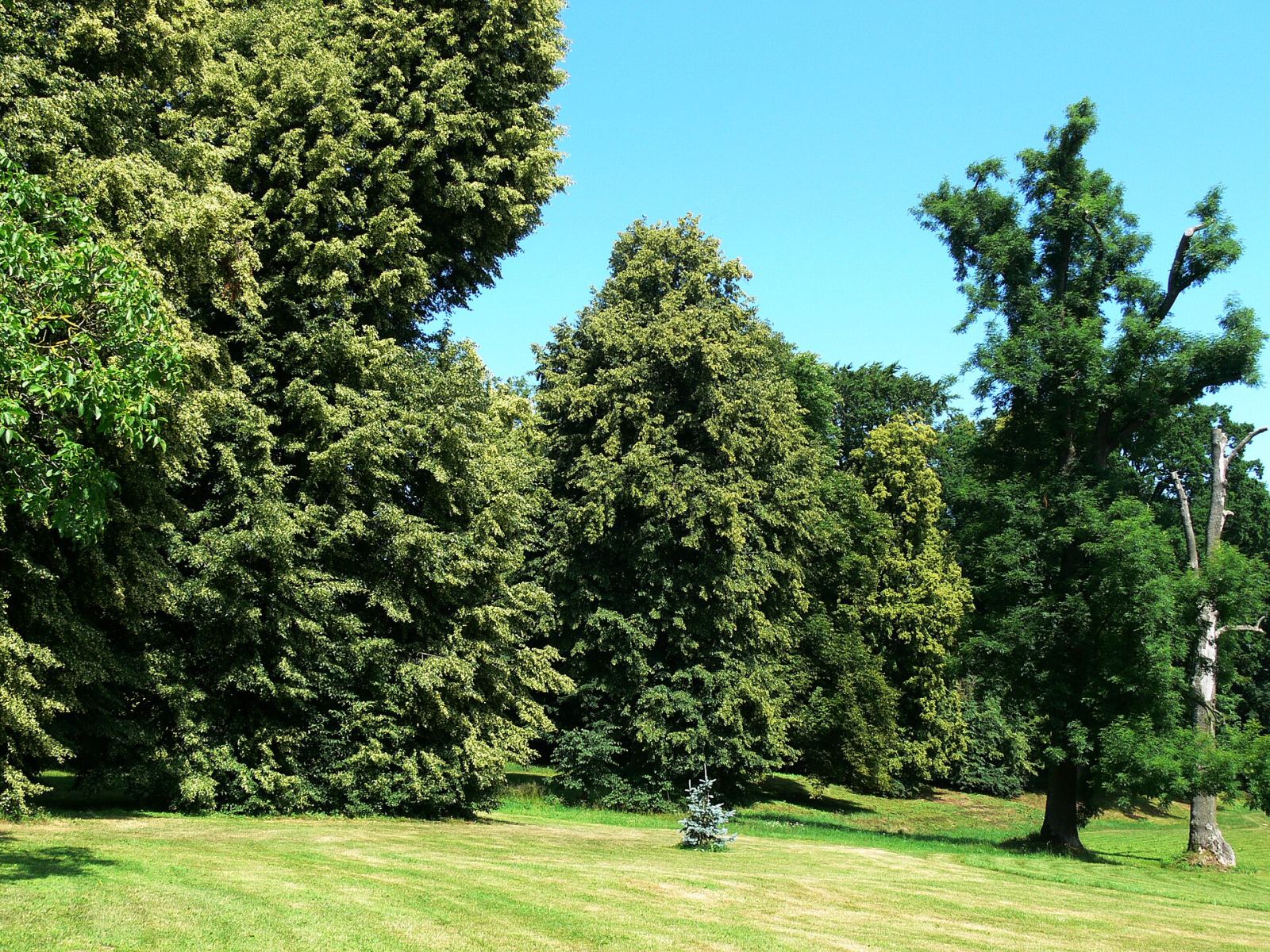 Park, Starzyński Dwór