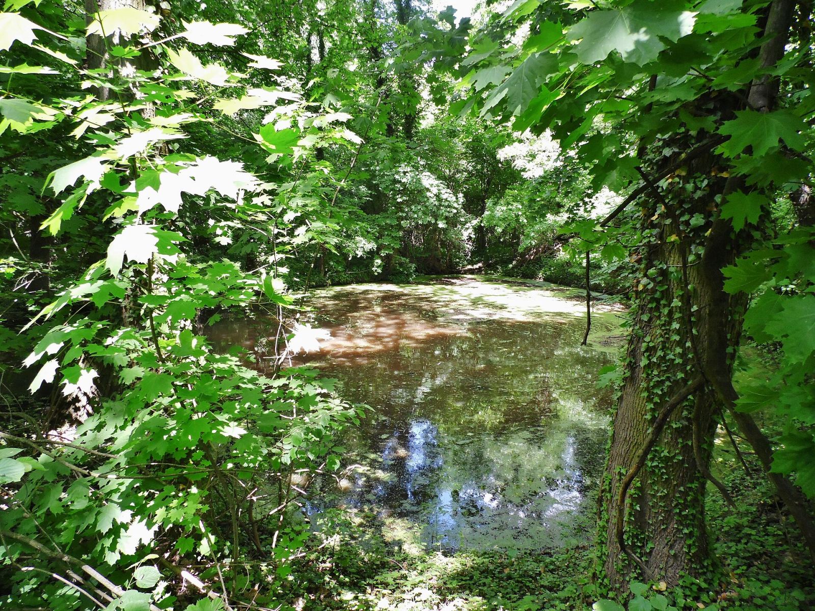 Park dworski, Dzięczyna