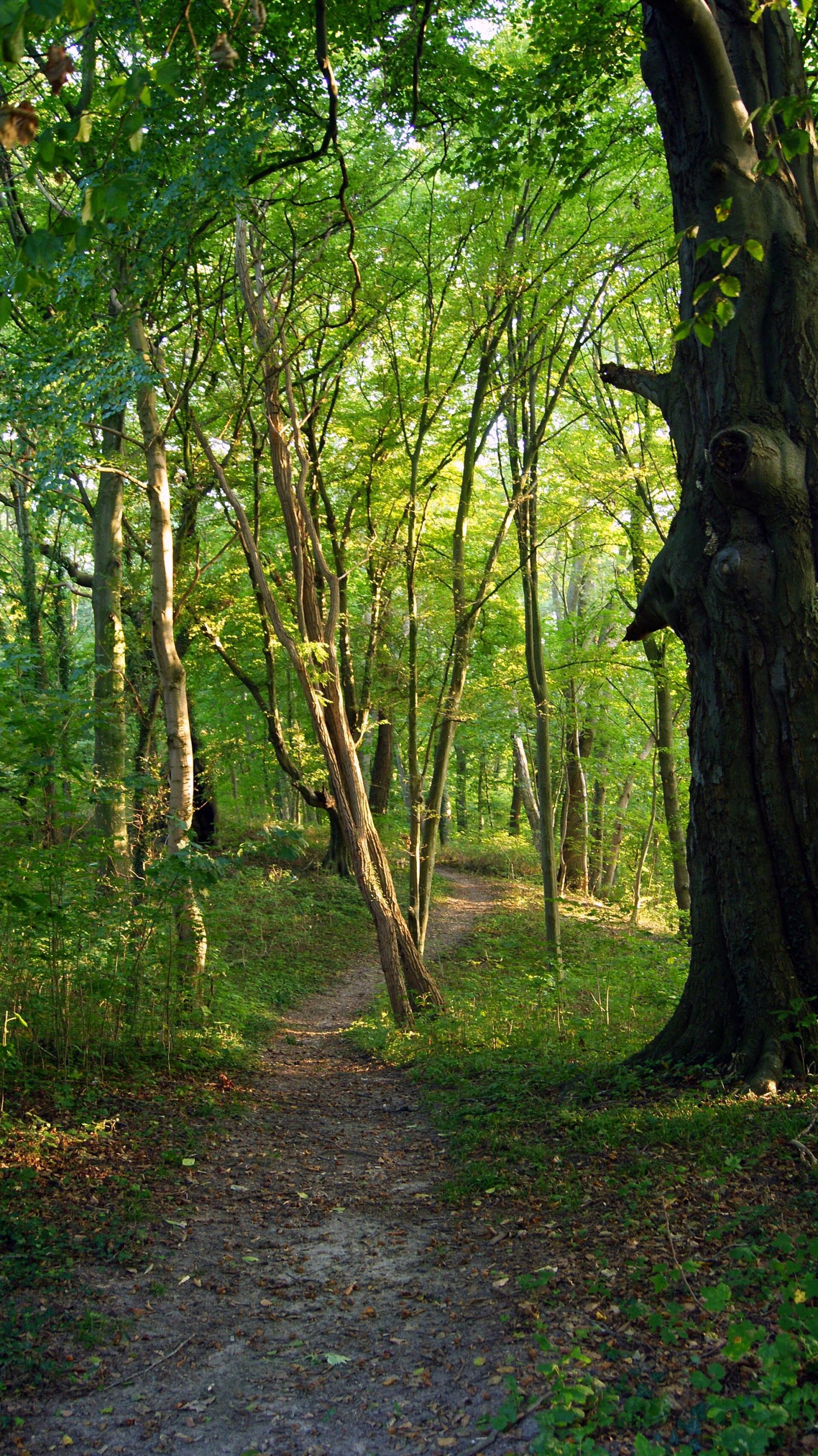Park dworski, Osina
