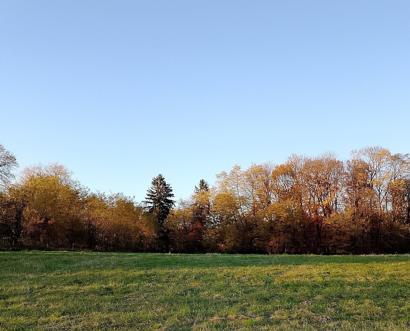 Park dworski, Charłupia Wielka