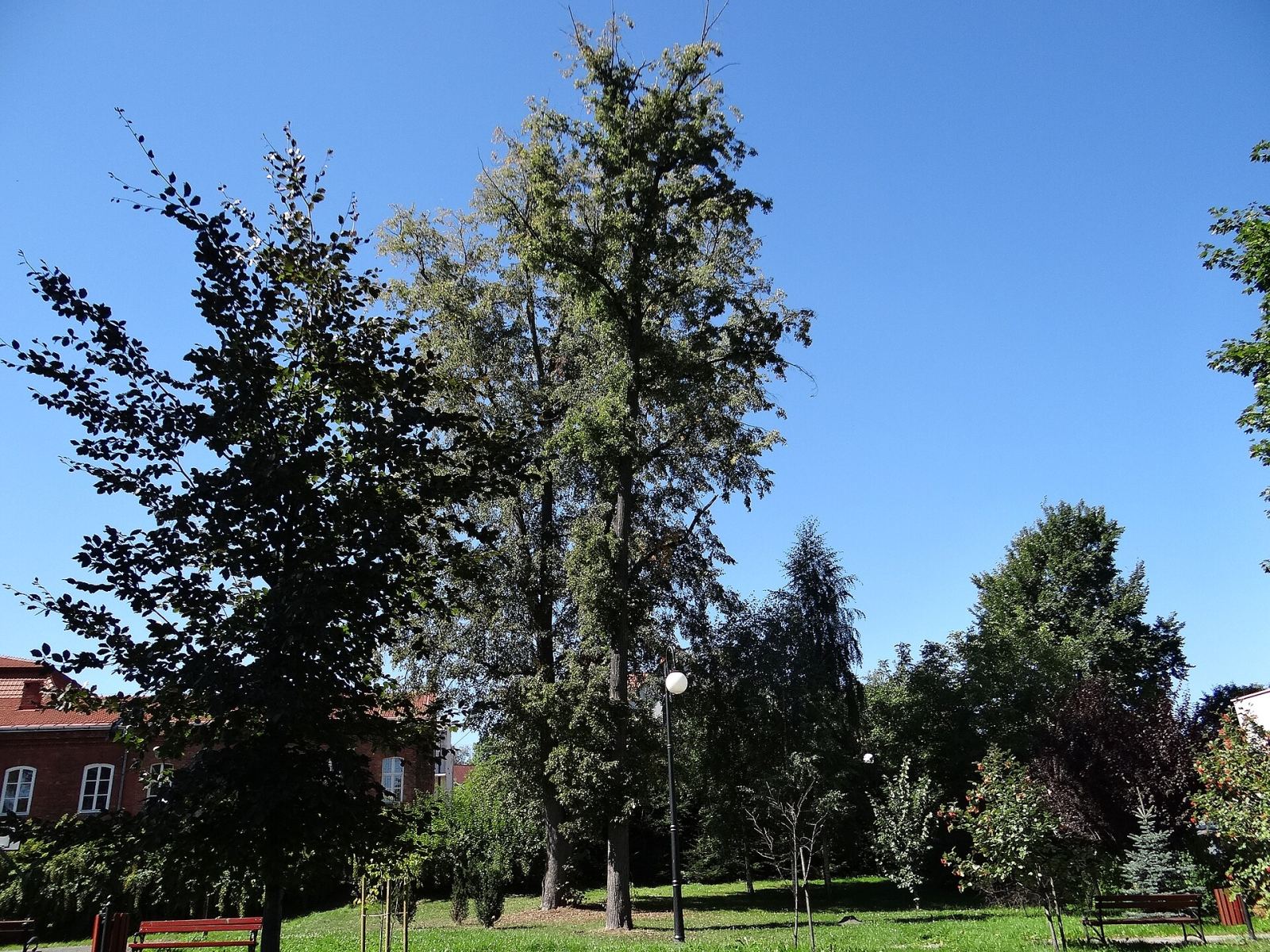 Park miejski, Myślenice