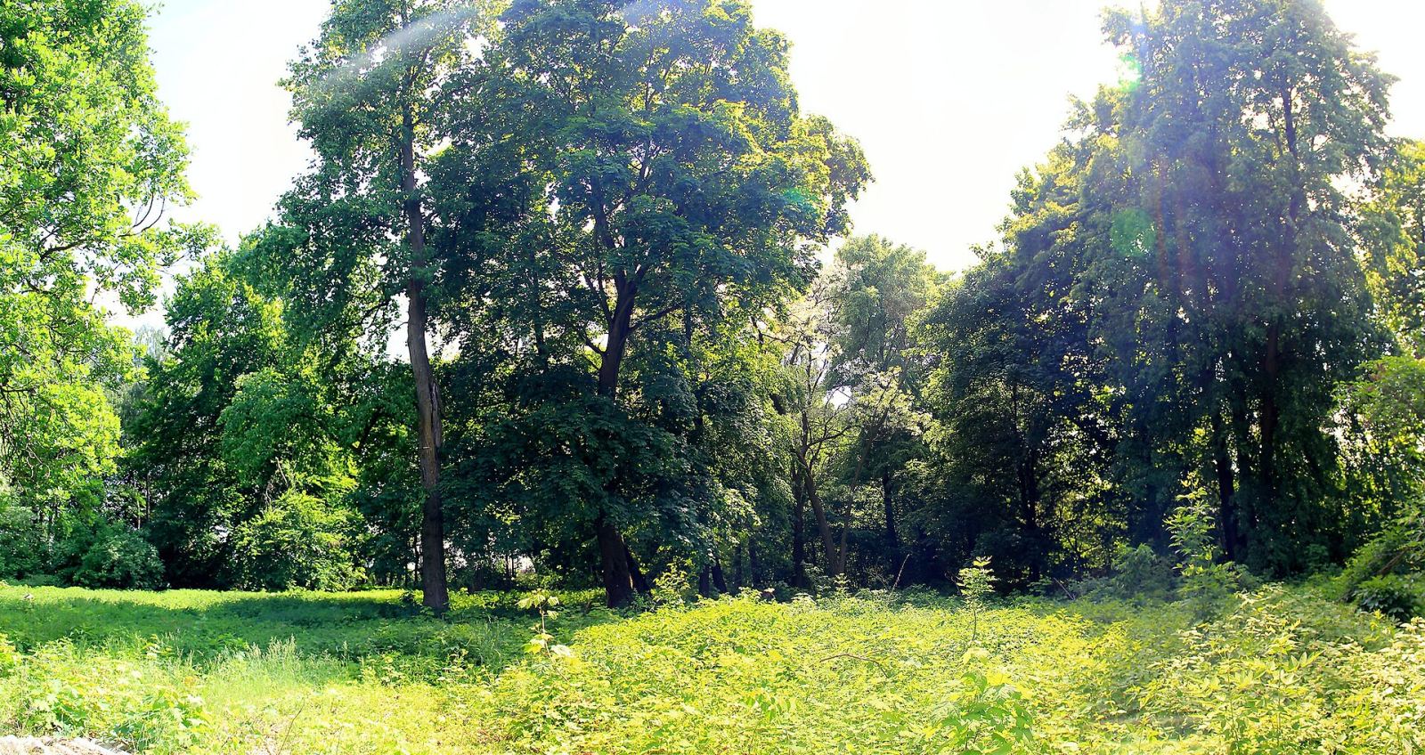 Park wiejski, Porszewice