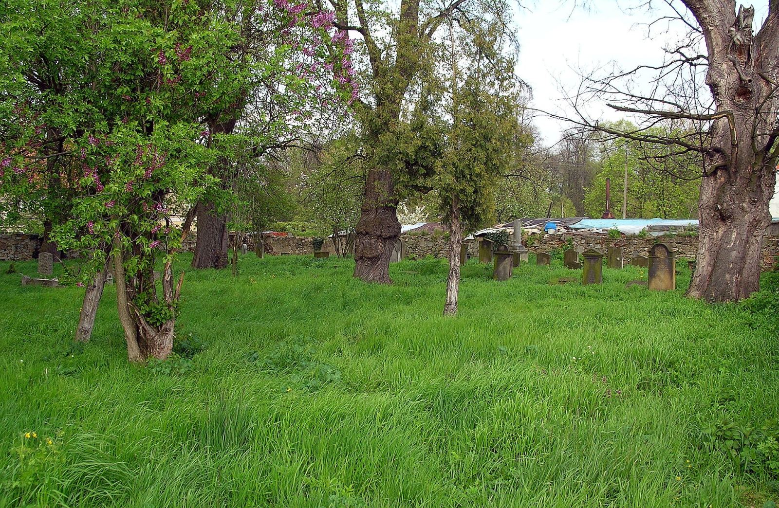 Cmentarz żydowski, Jawor