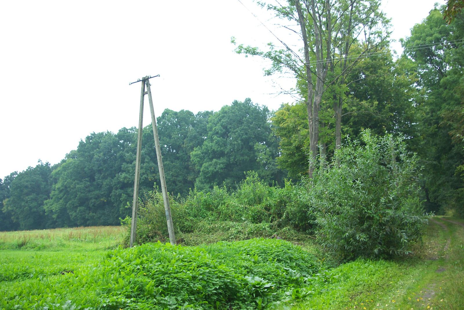 Park dworski, Jaćmierz