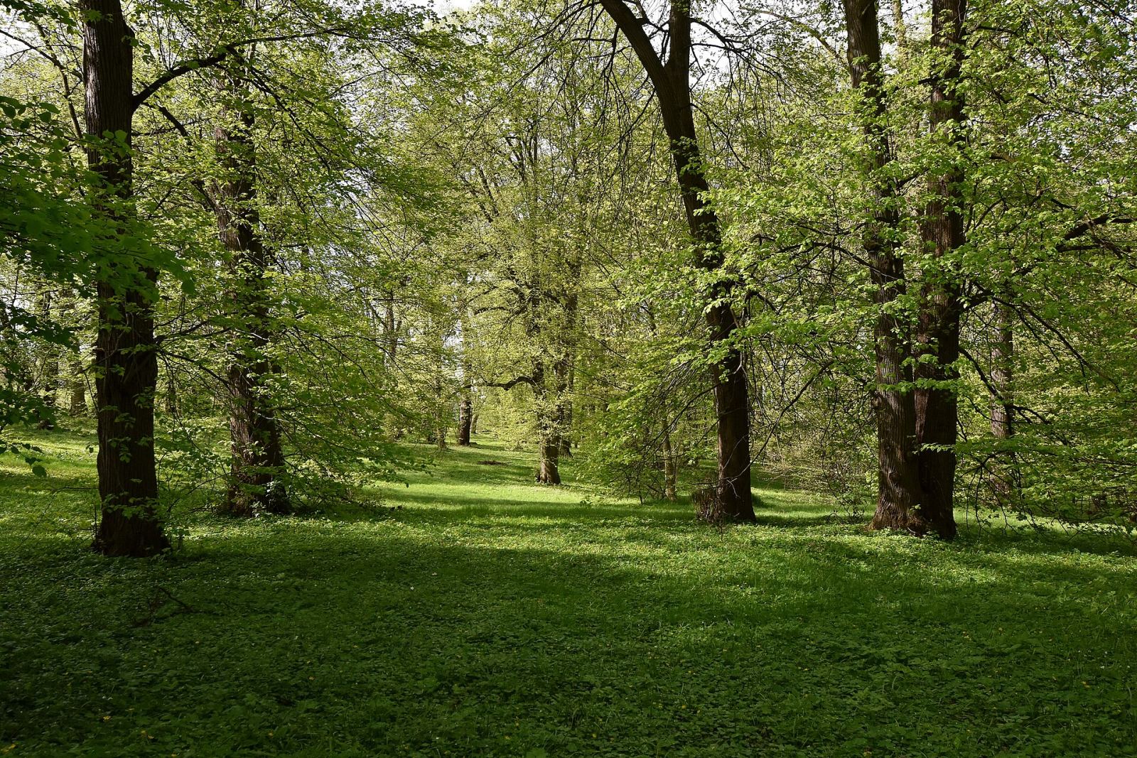 Park, Strzegocice