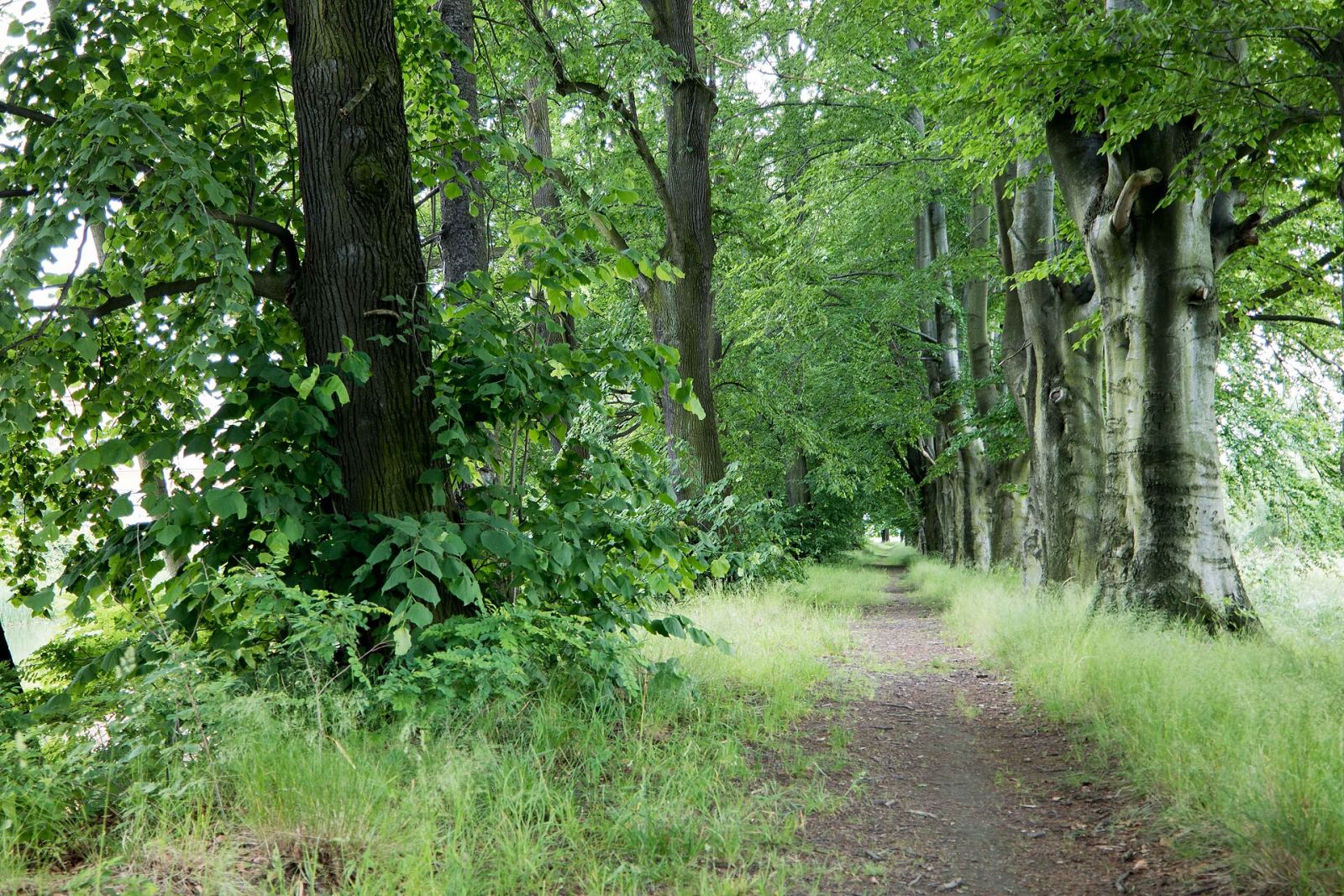 Park, Radomierzyce