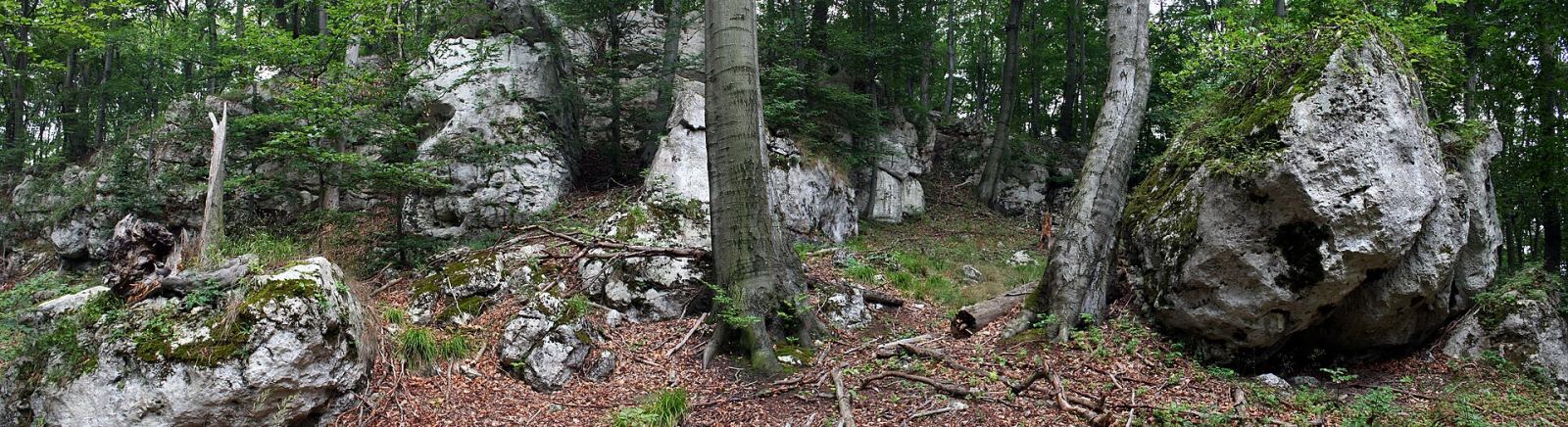 Las Sokole Góry, Zielona Góra