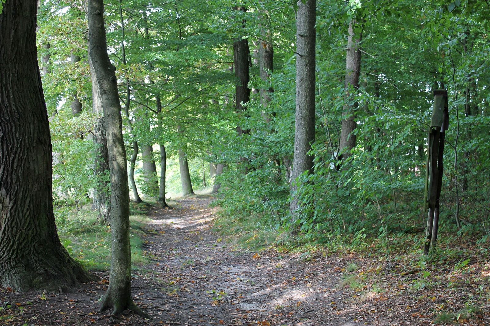 Park leśny, Manowo