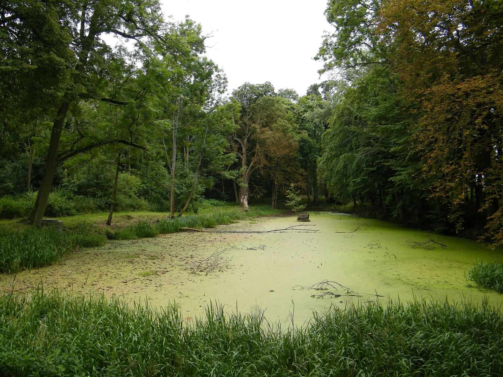Park pałacowy, Rusowo