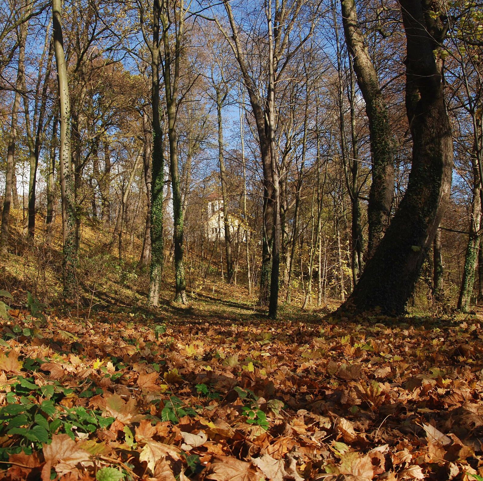 Park, Trzcinica