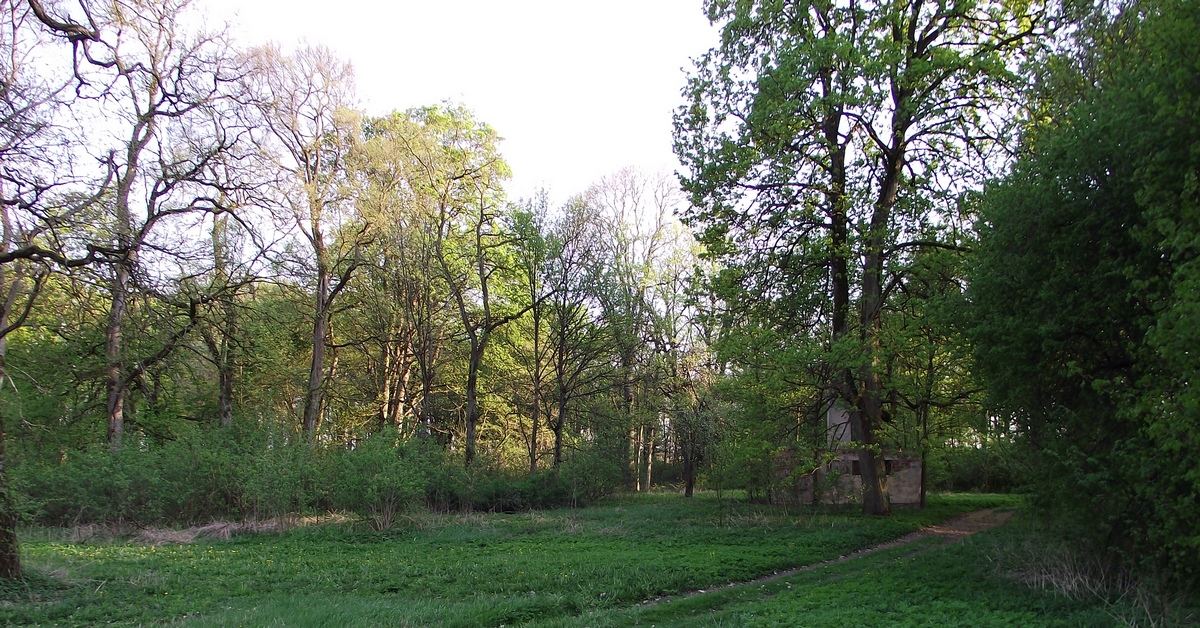 Park, Dzikowo