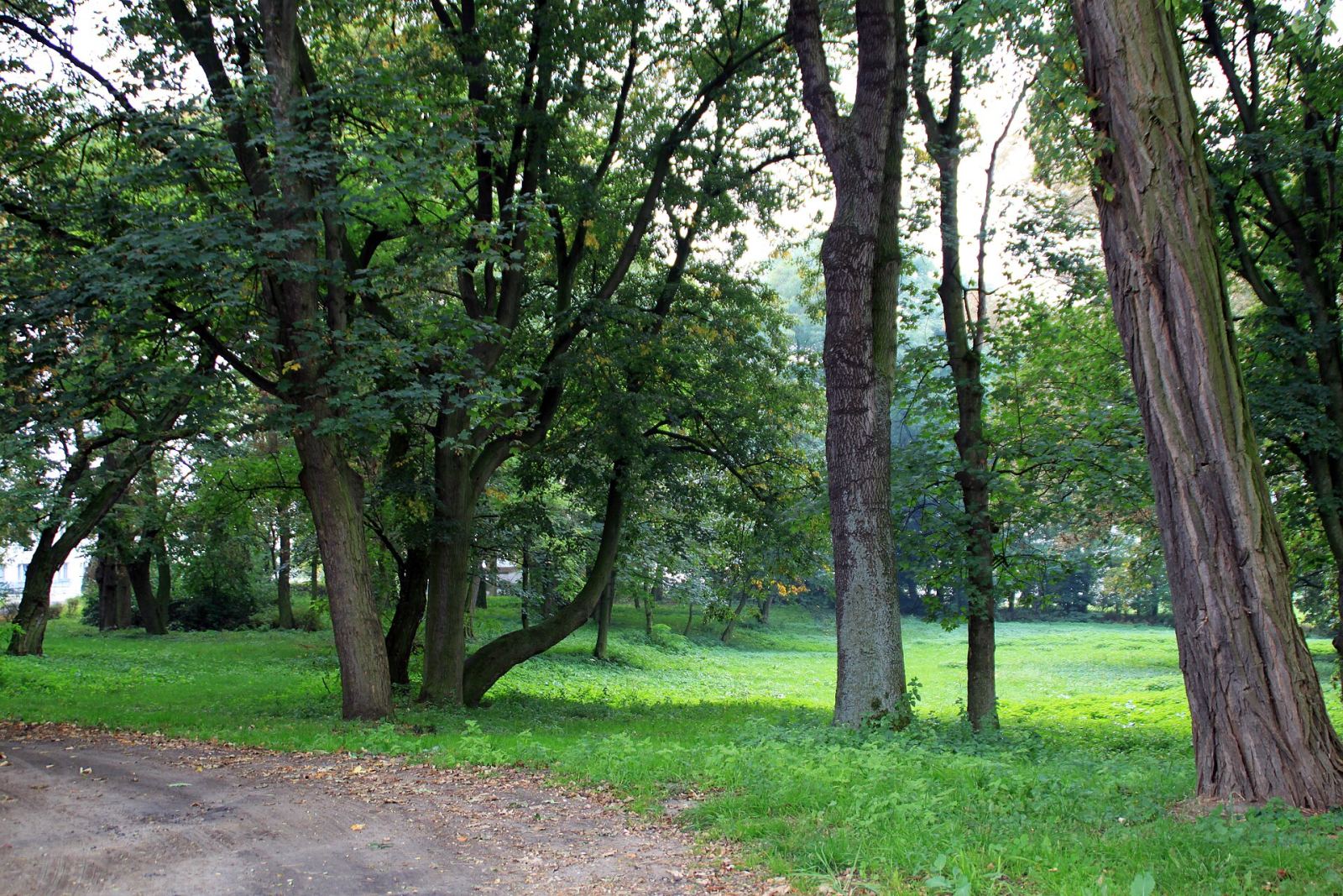 Park dworski, Mórka