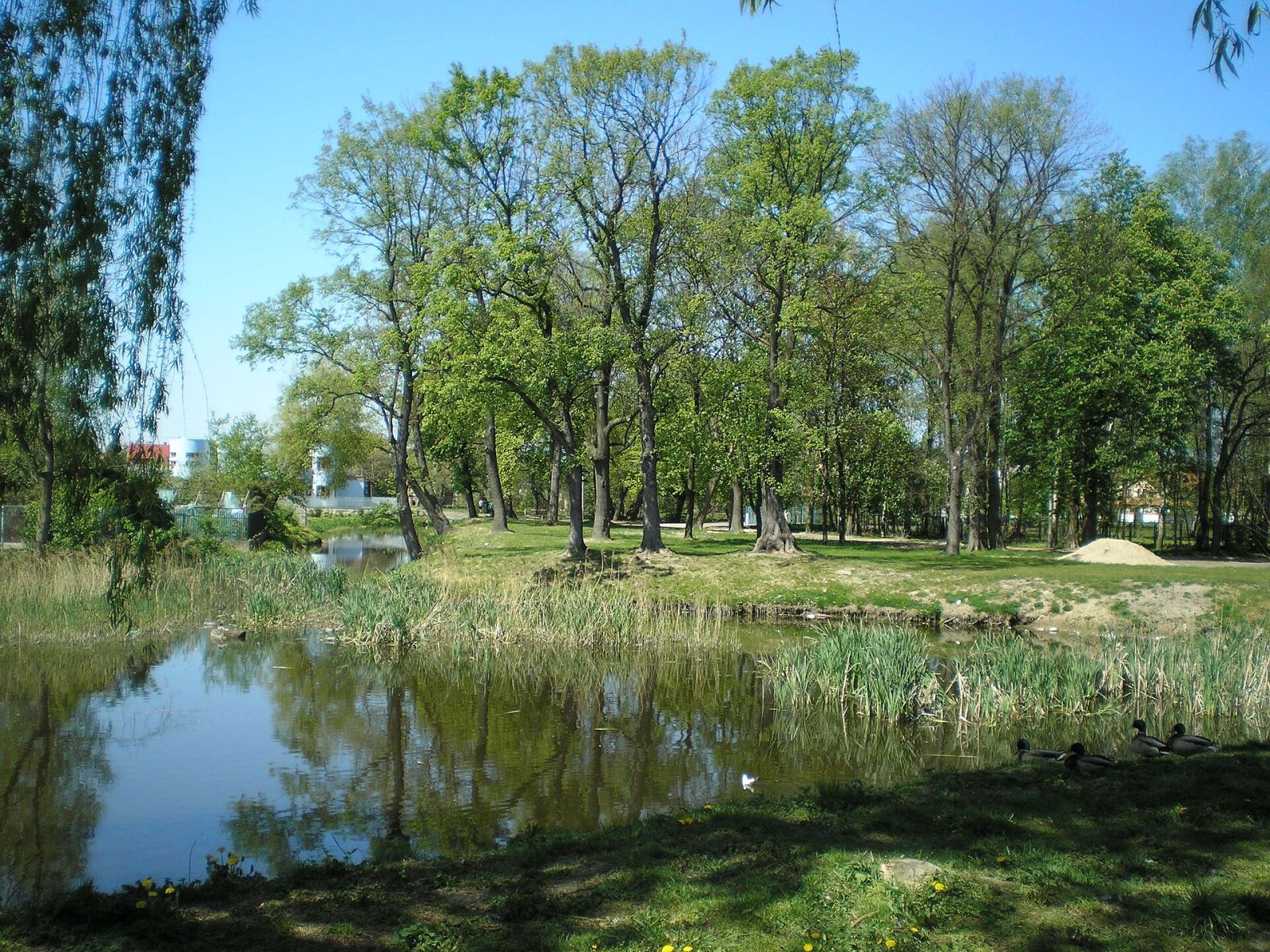Park pałacowy, Radzymin