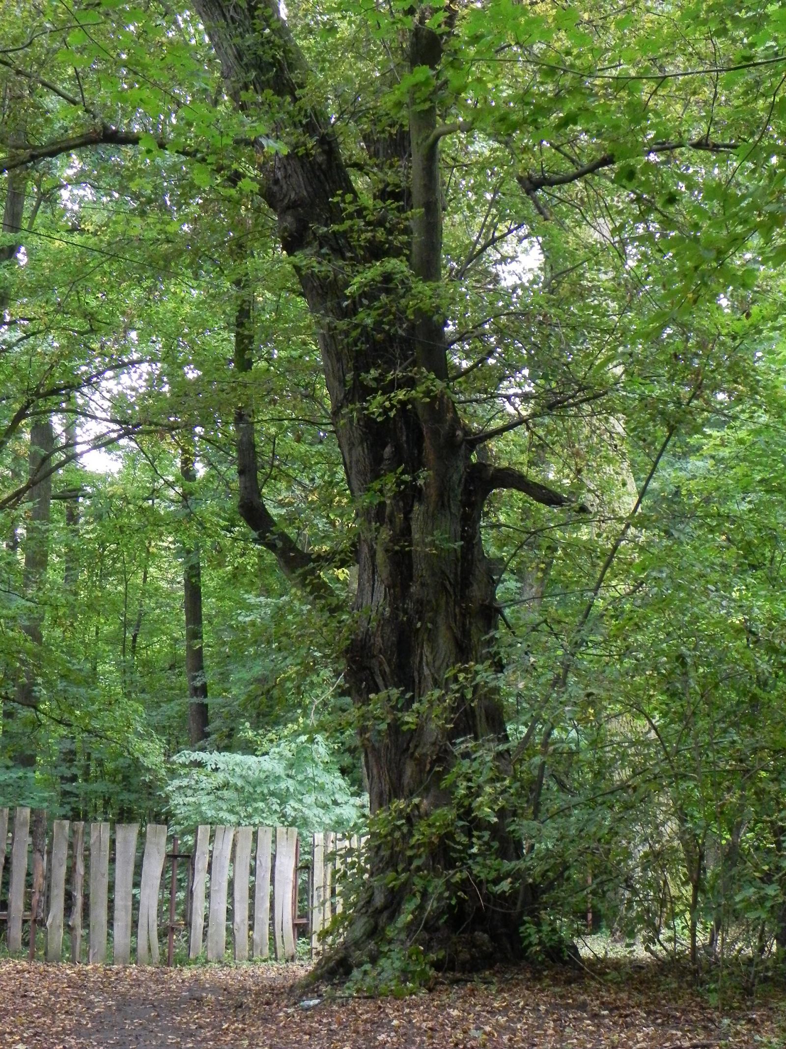 Park, Adamowizna