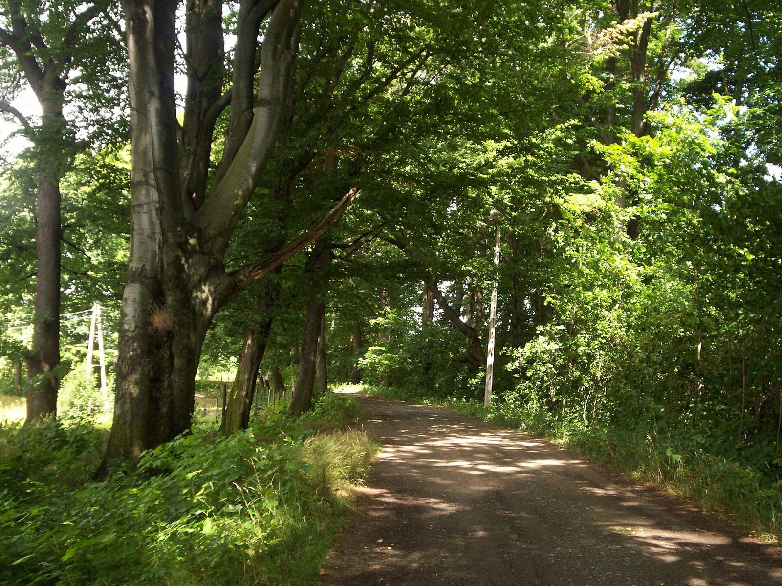 Park, Maciejowiec