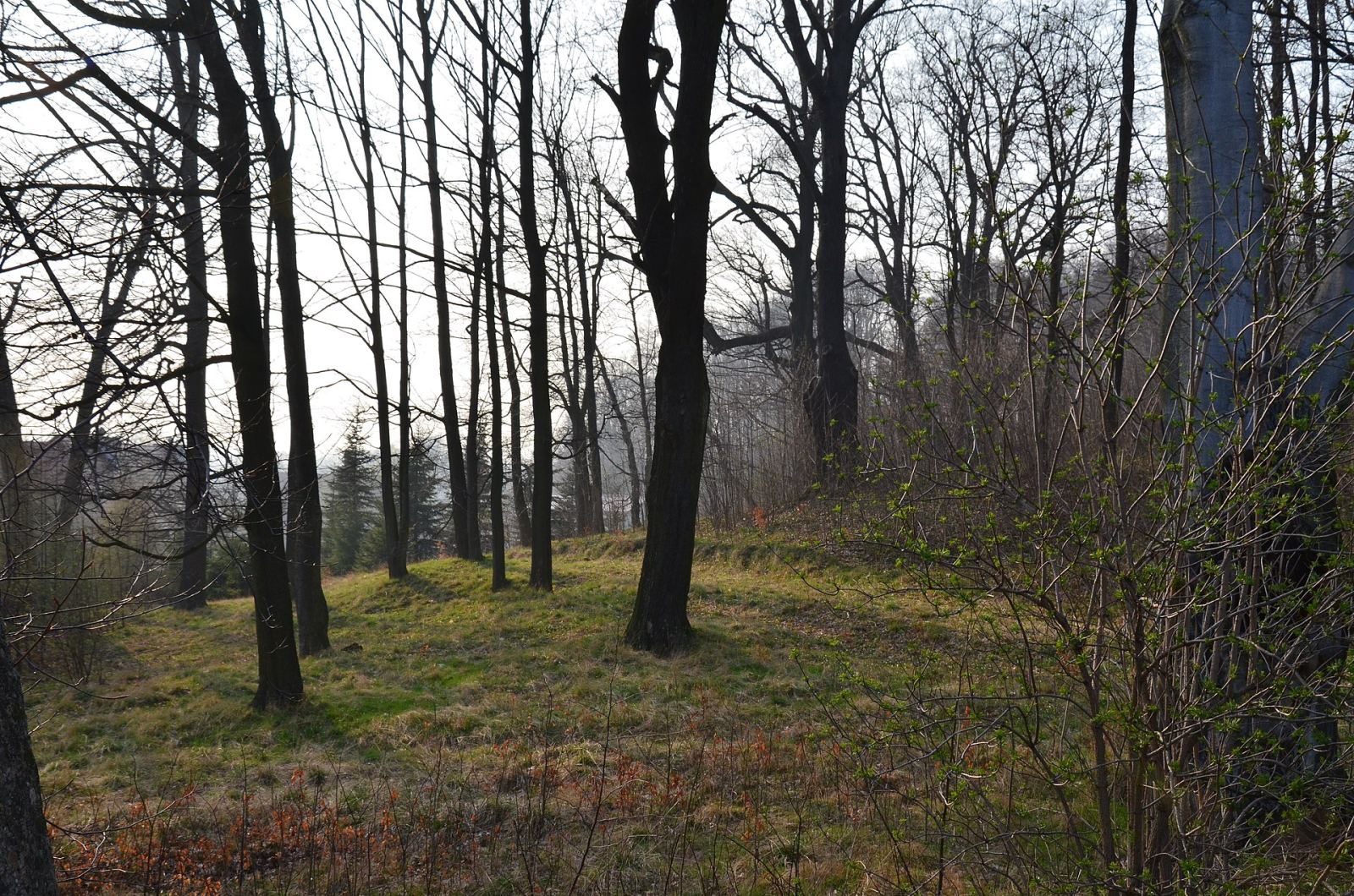 Park, Janowice Wielkie