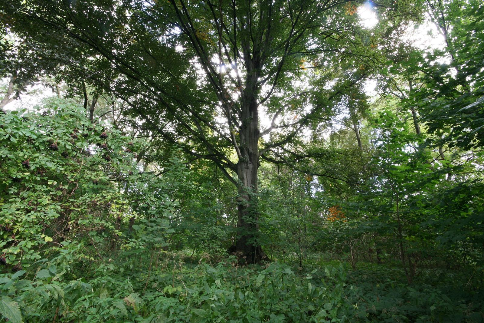 Park, Kraków