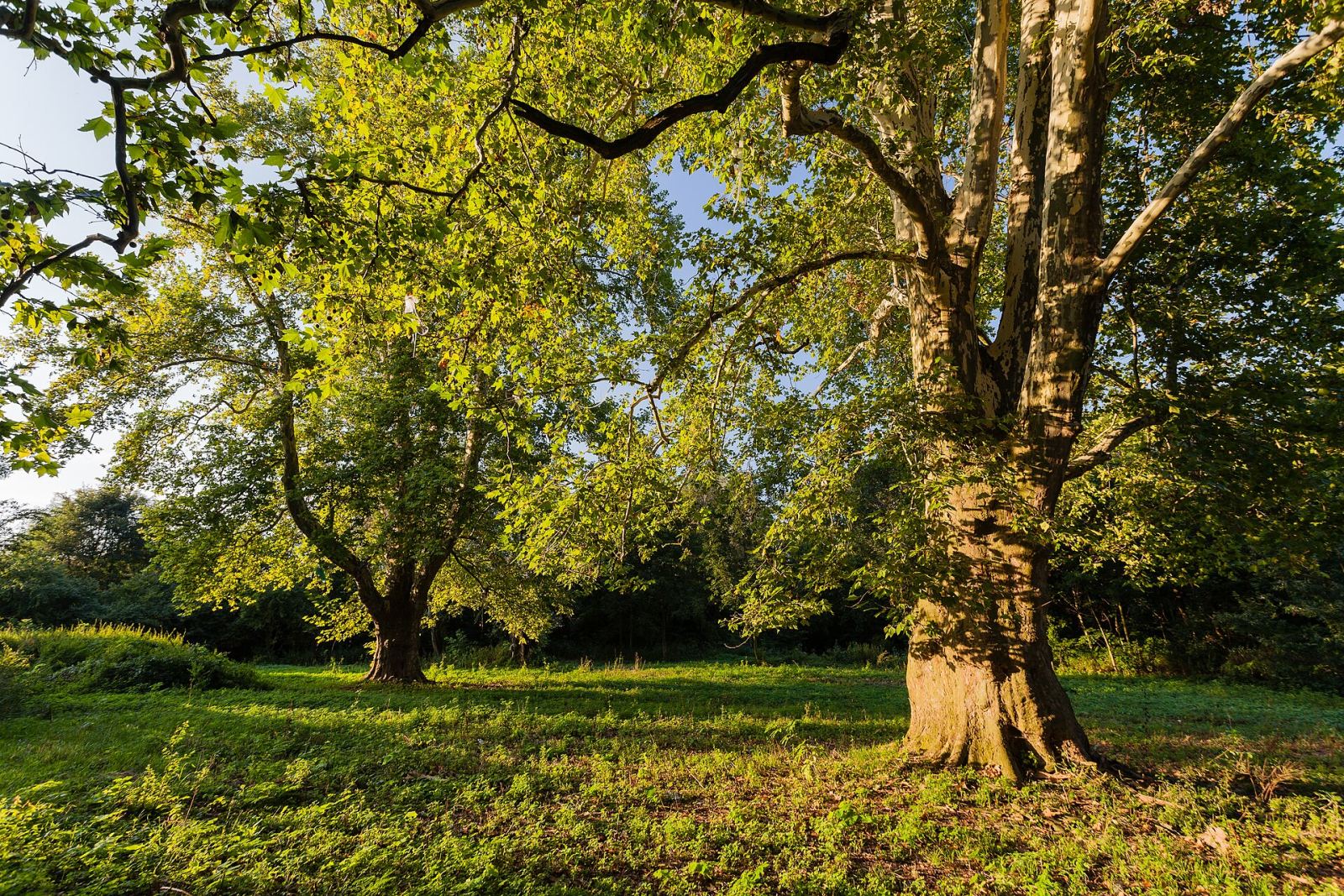 Park dworski, Bogunów