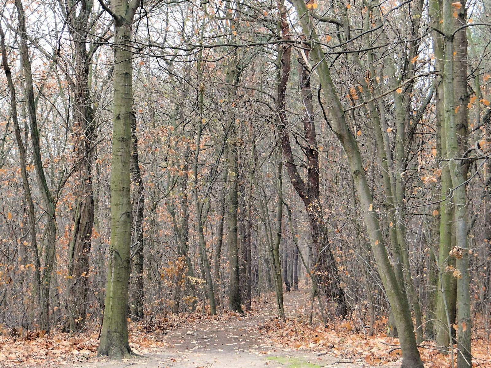Park, Podkowa Leśna