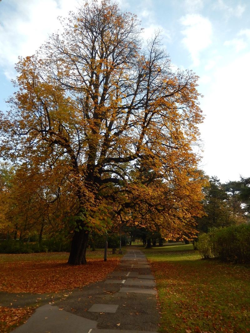 Park im. Steffensów, Gdańsk