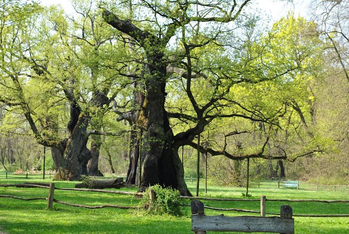 Park pałacowy, Rogalin