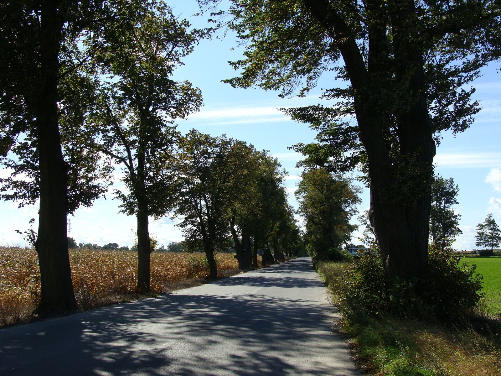 Aleja lipowa, Tubądzin