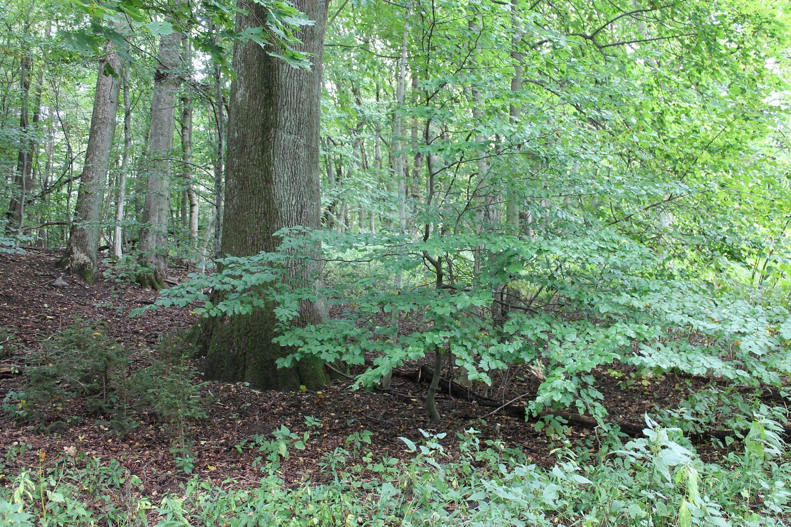 Park dworski, Dęborogi