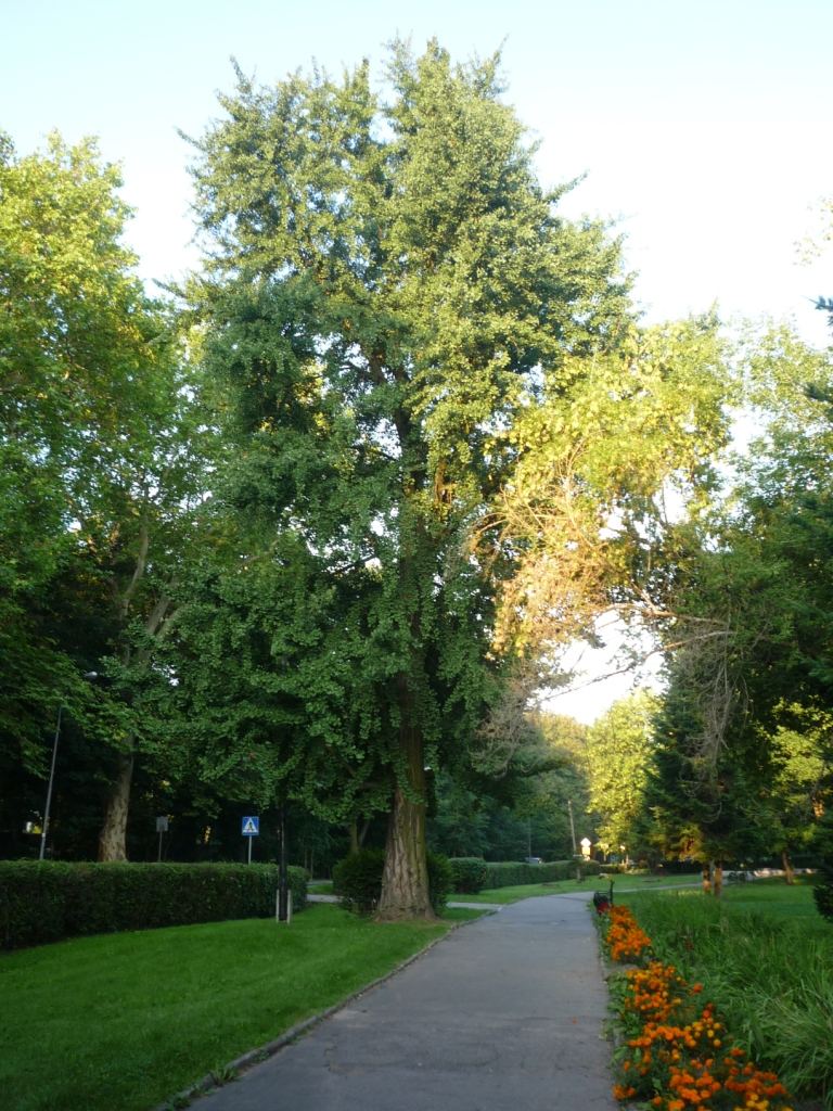 Planty miejskie, Lwówek Śląski