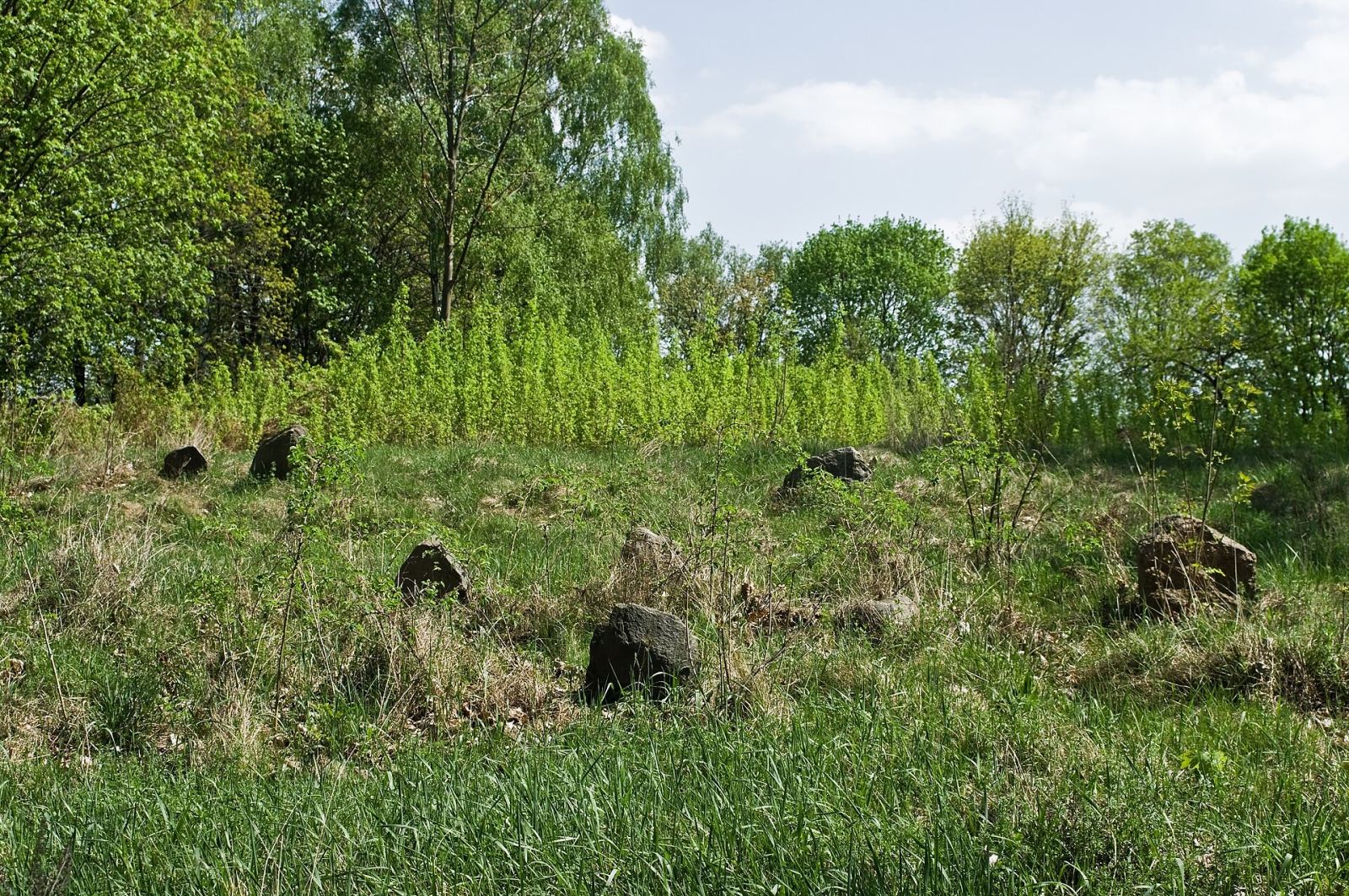 Cmentarz żydowski, Żelechów