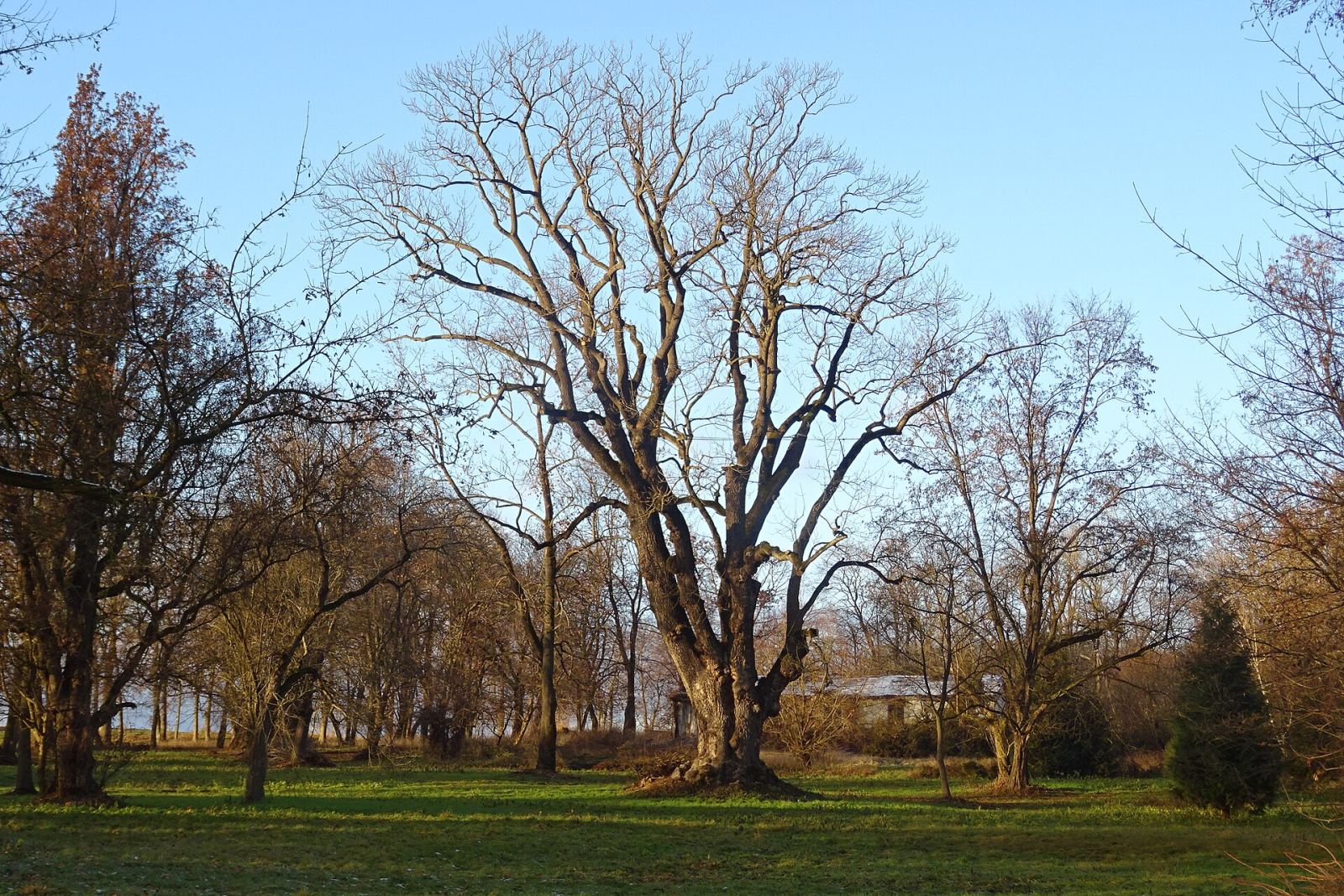 Park dworski, Kalników