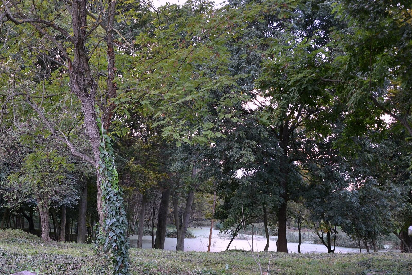 Park, Gogolice