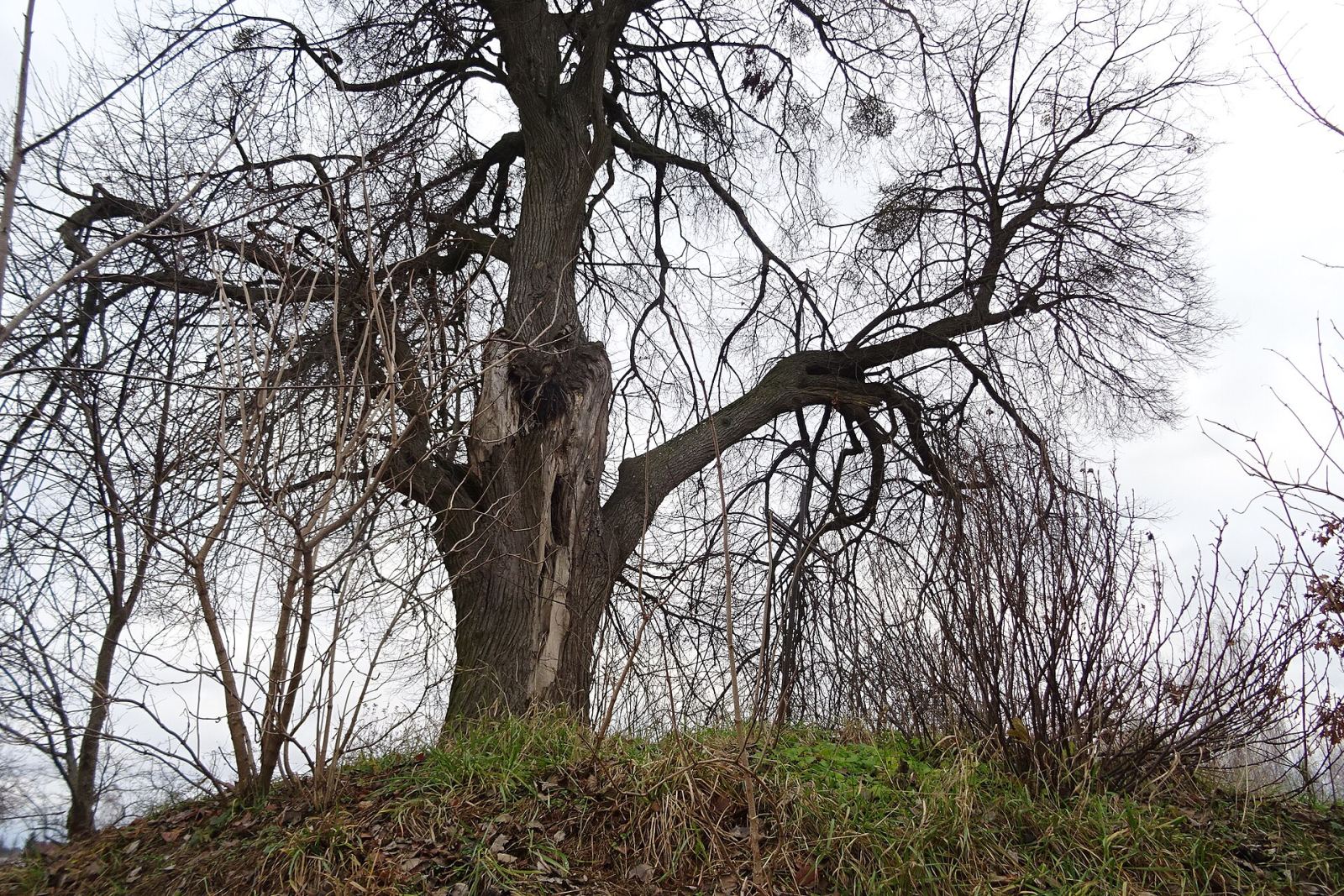 Kopiec Powstania Styczniowego, Stróża-Kolonia