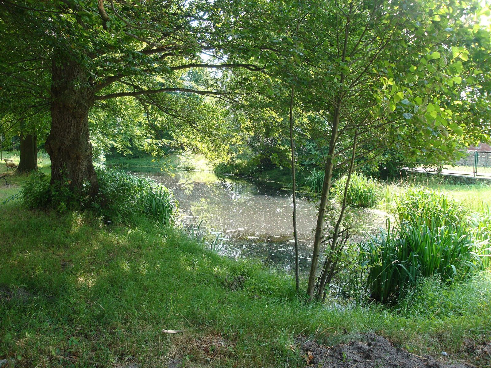 Park dworski, Lubuczewo