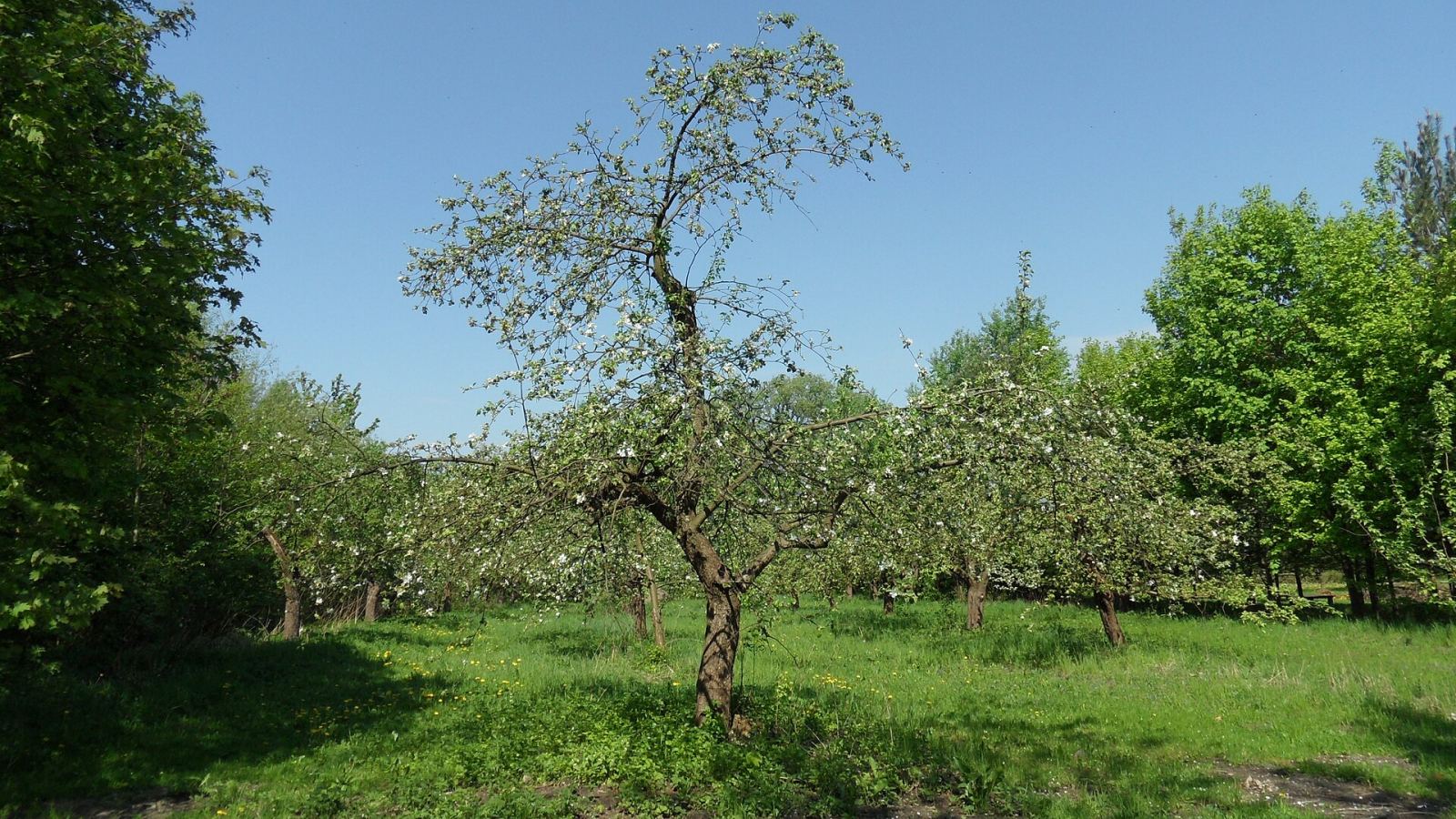 Park, Koszuty