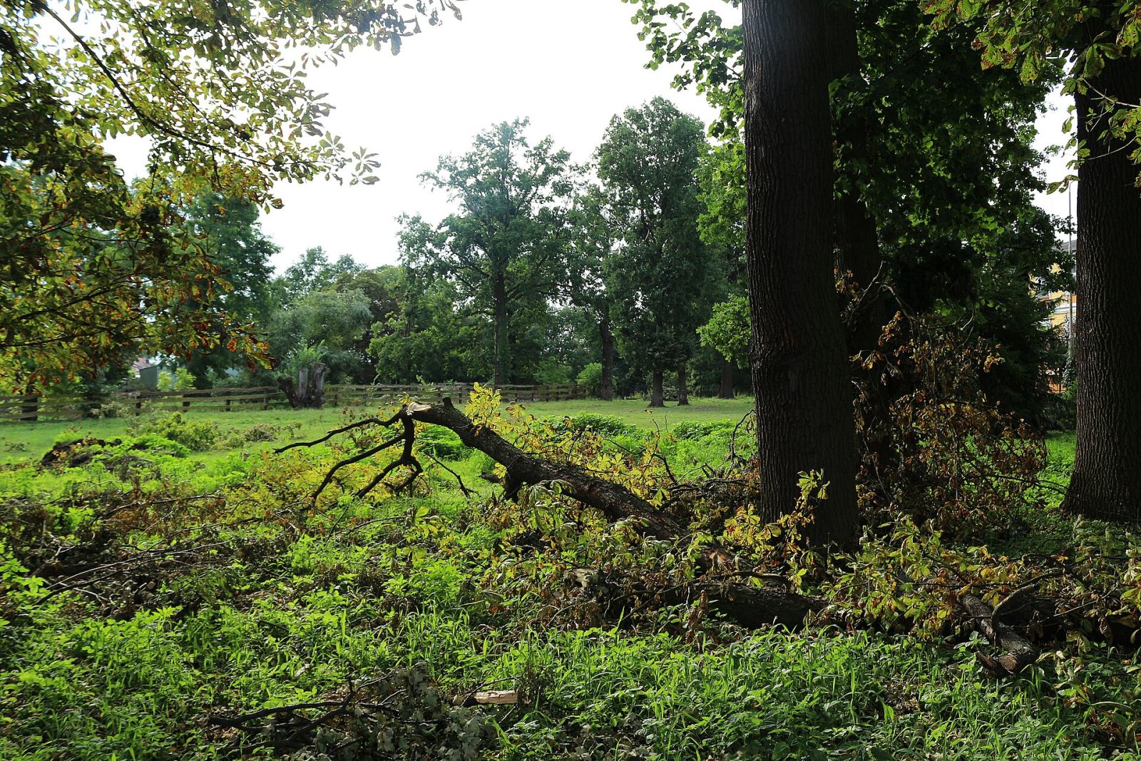 Park, Dębowa Łęka