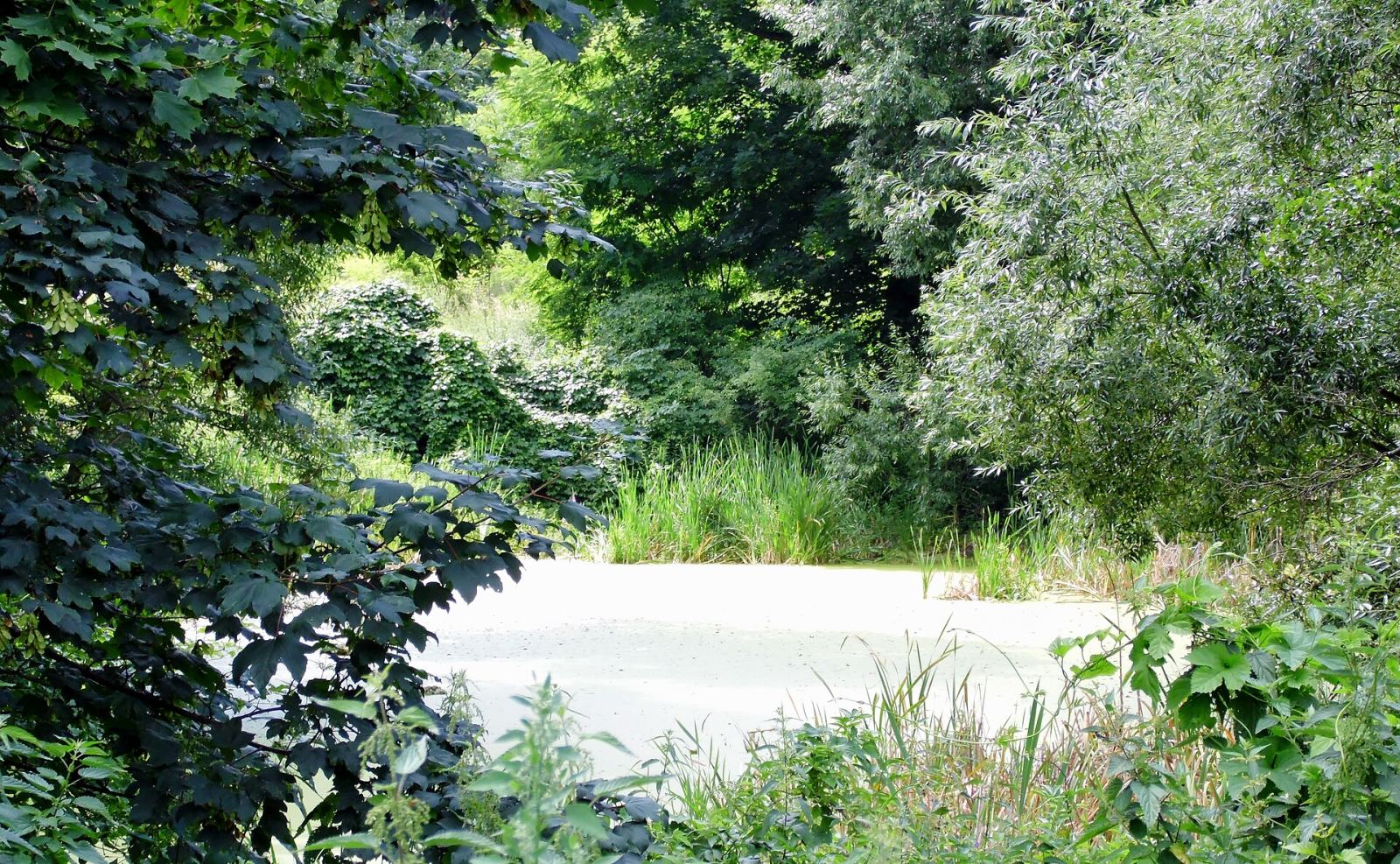 Park, Żakowo