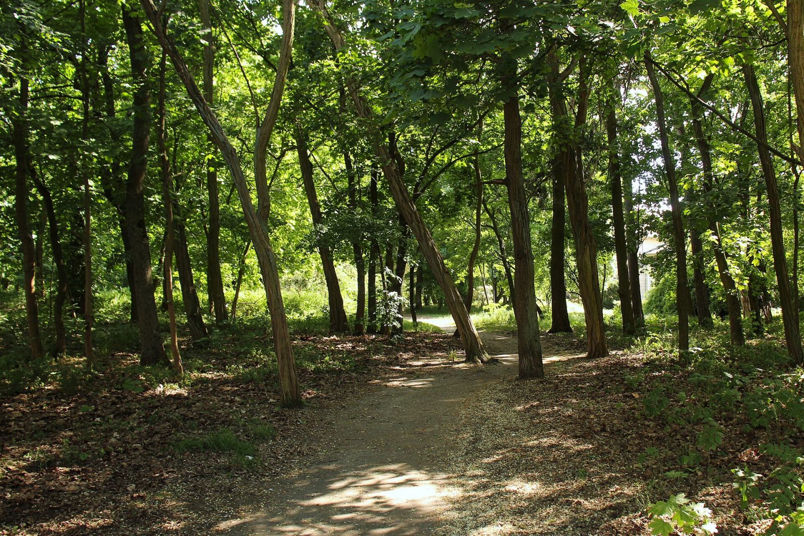 Park z alejami, Łękno