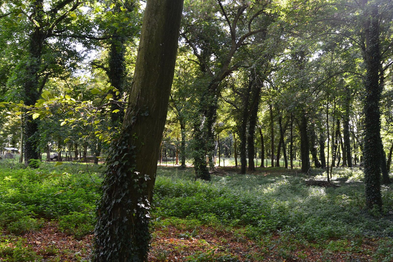 Park, Górka Wąsoska
