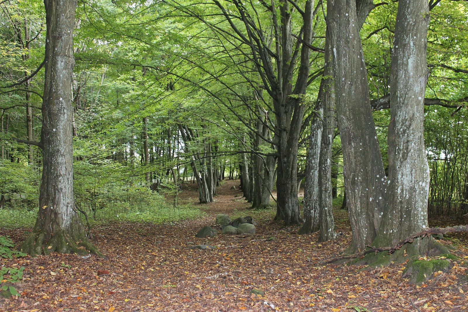 Park dworski, Darżewo