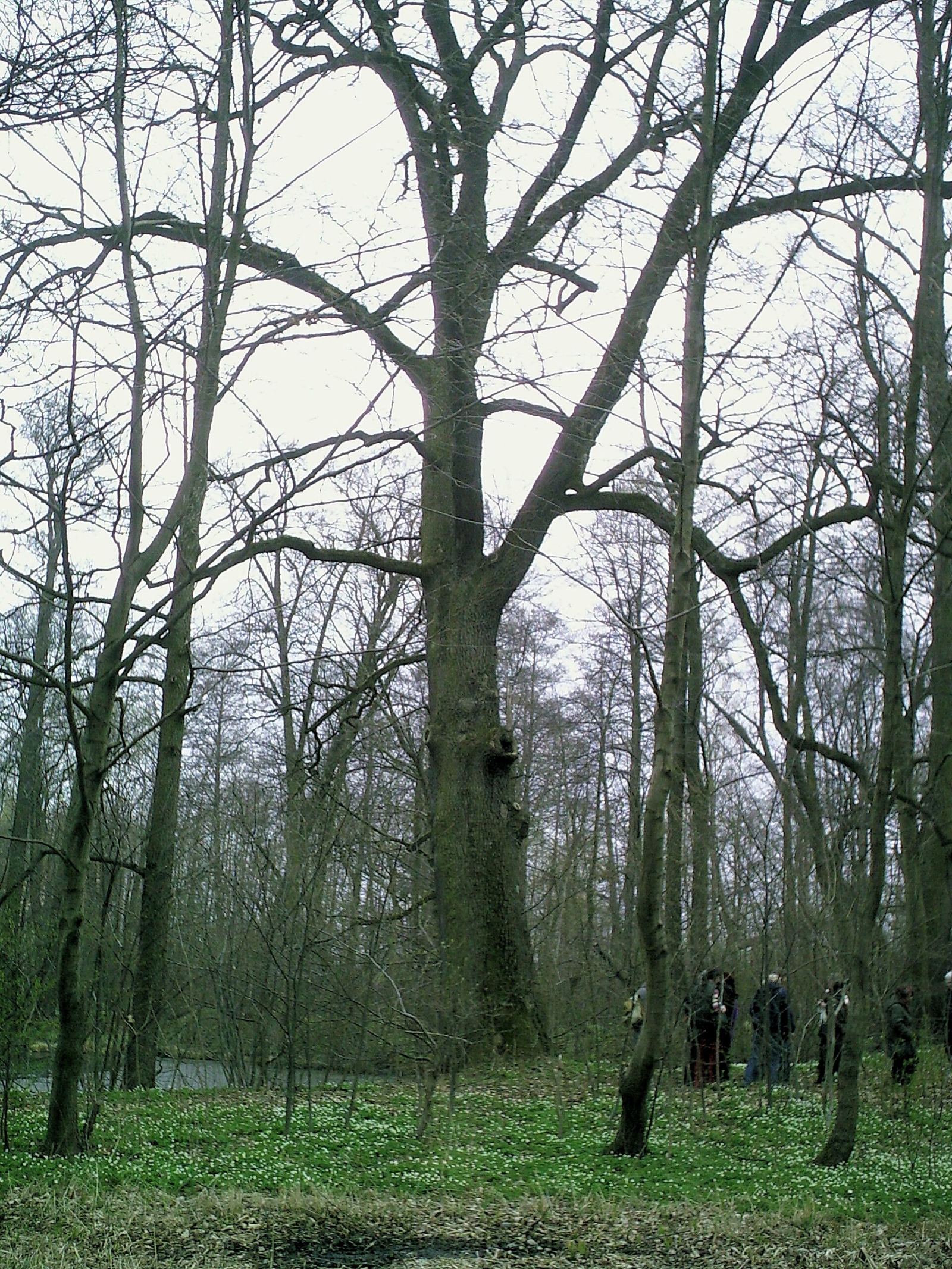 Park, Rzuców