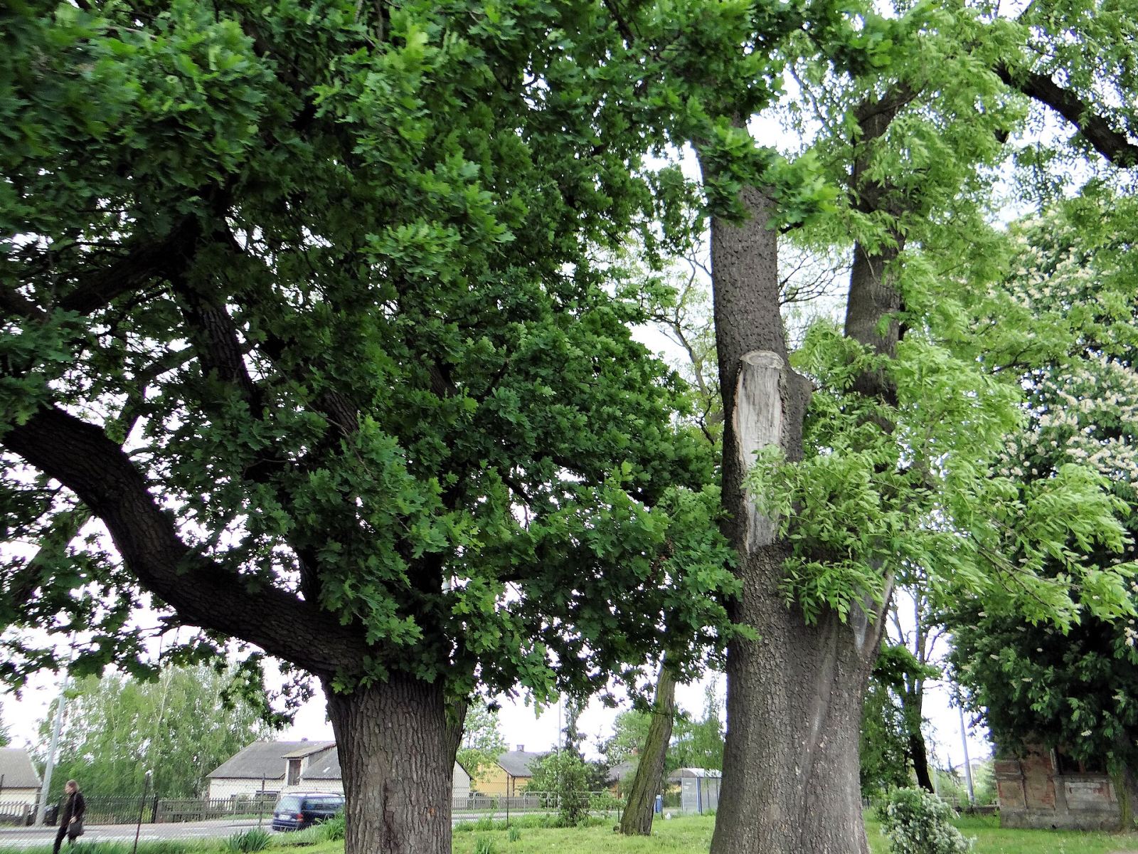 Park, Nowa Góra