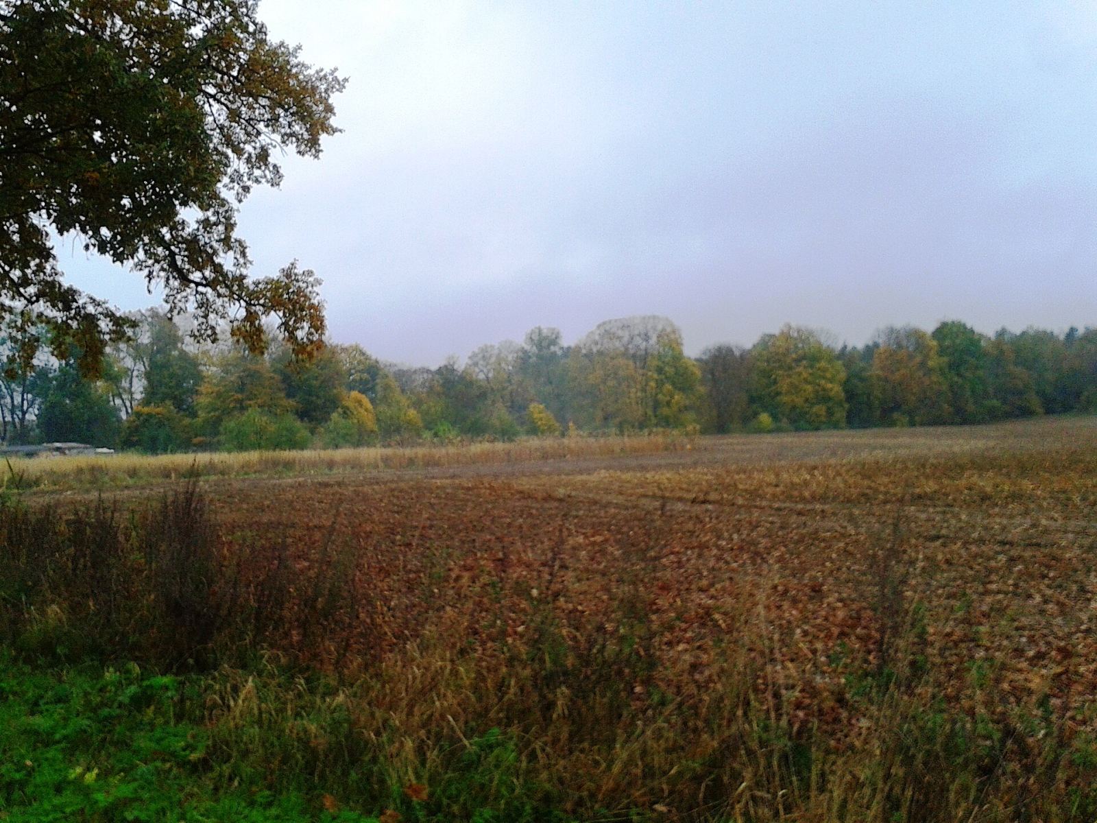 Park dworski, Smorawina