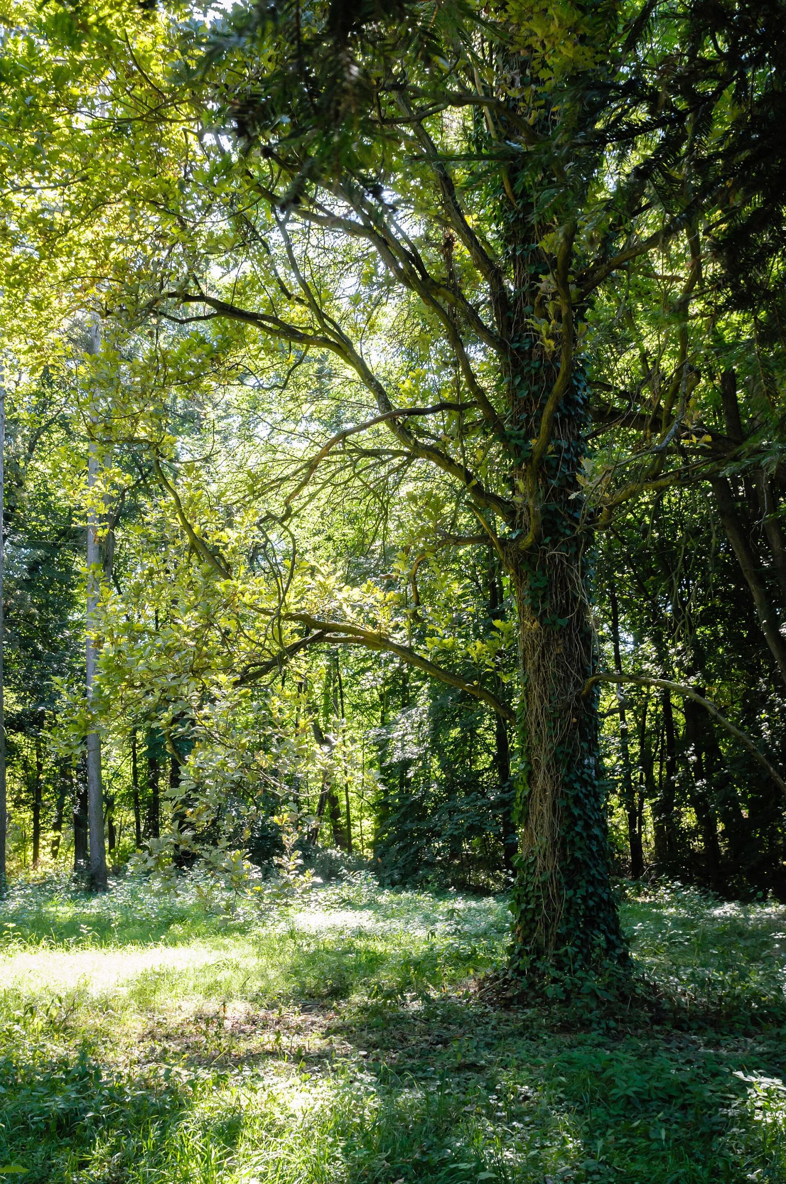 Park dworski, Wycześniak