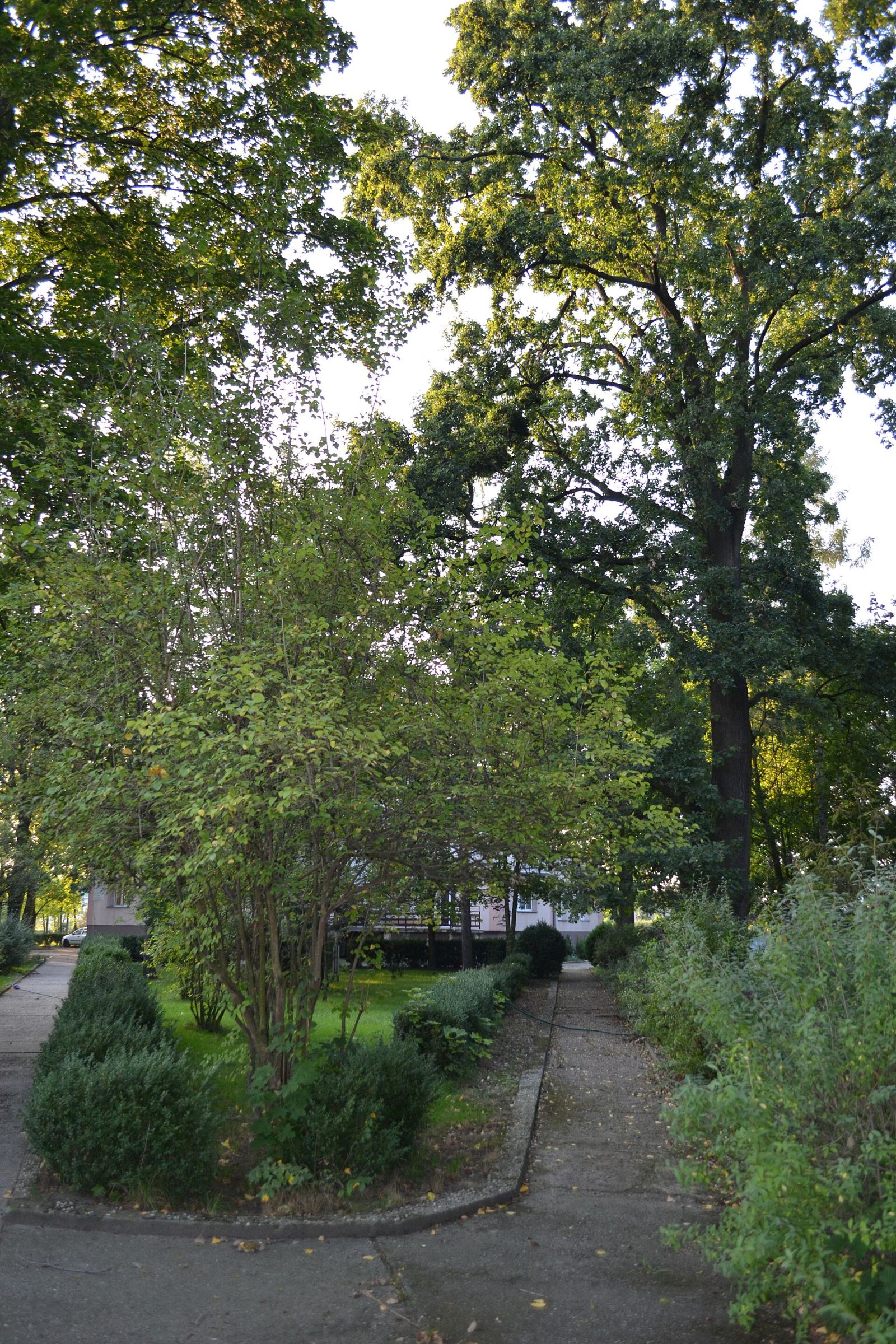 Park dworski, Opole