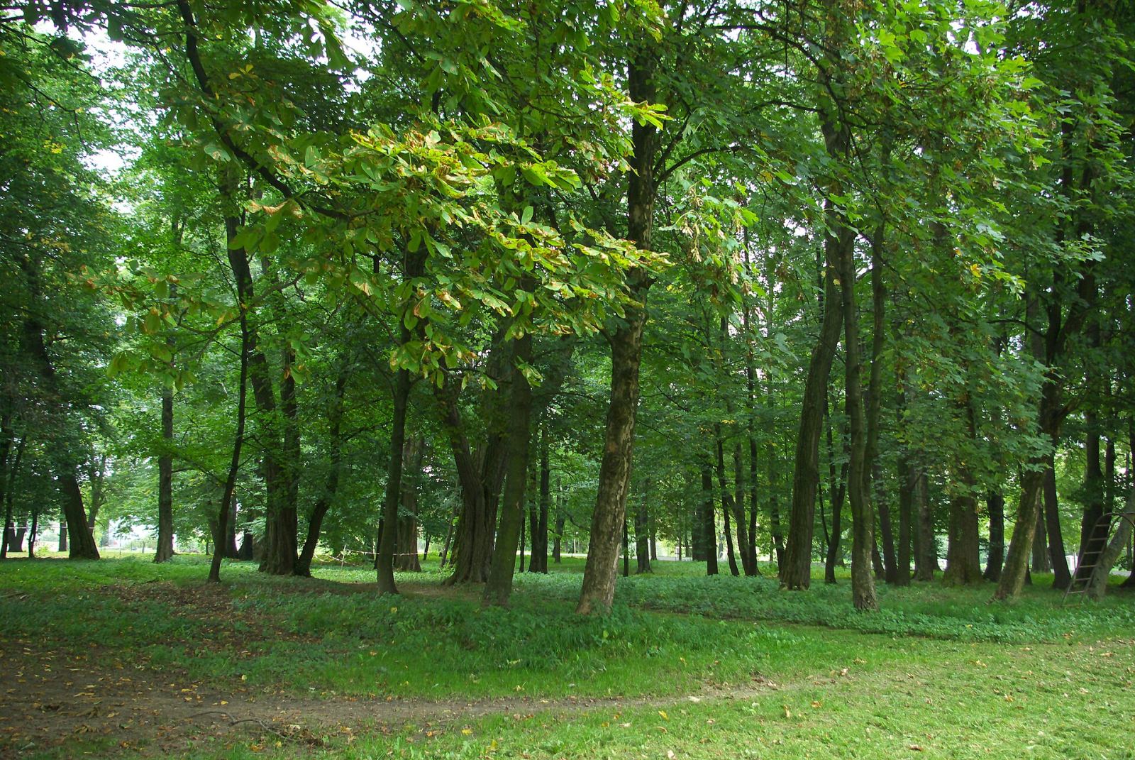 Park, Bażanówka