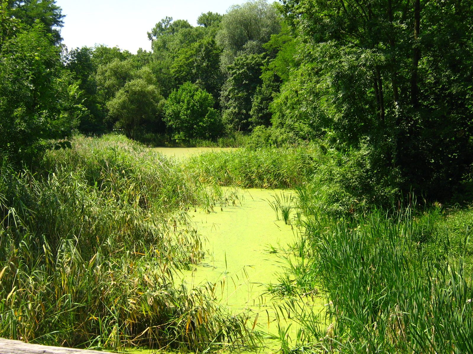 Park dworski, krajobrazowy, Swadzim