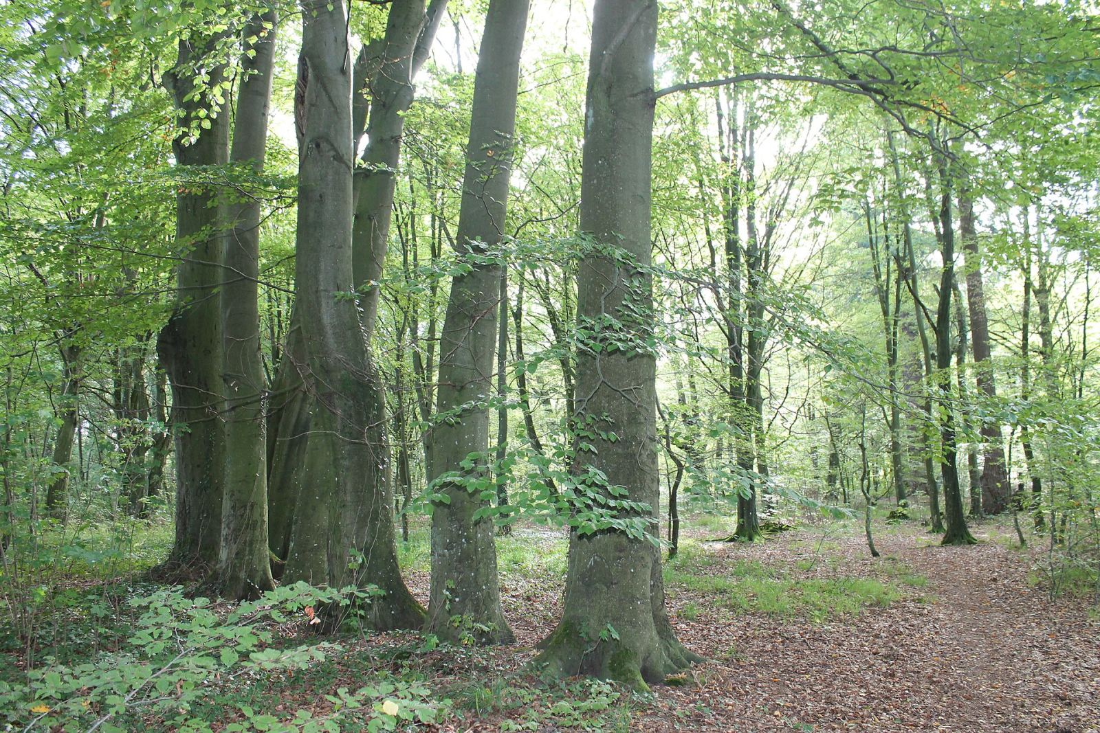 Park, Dargiń