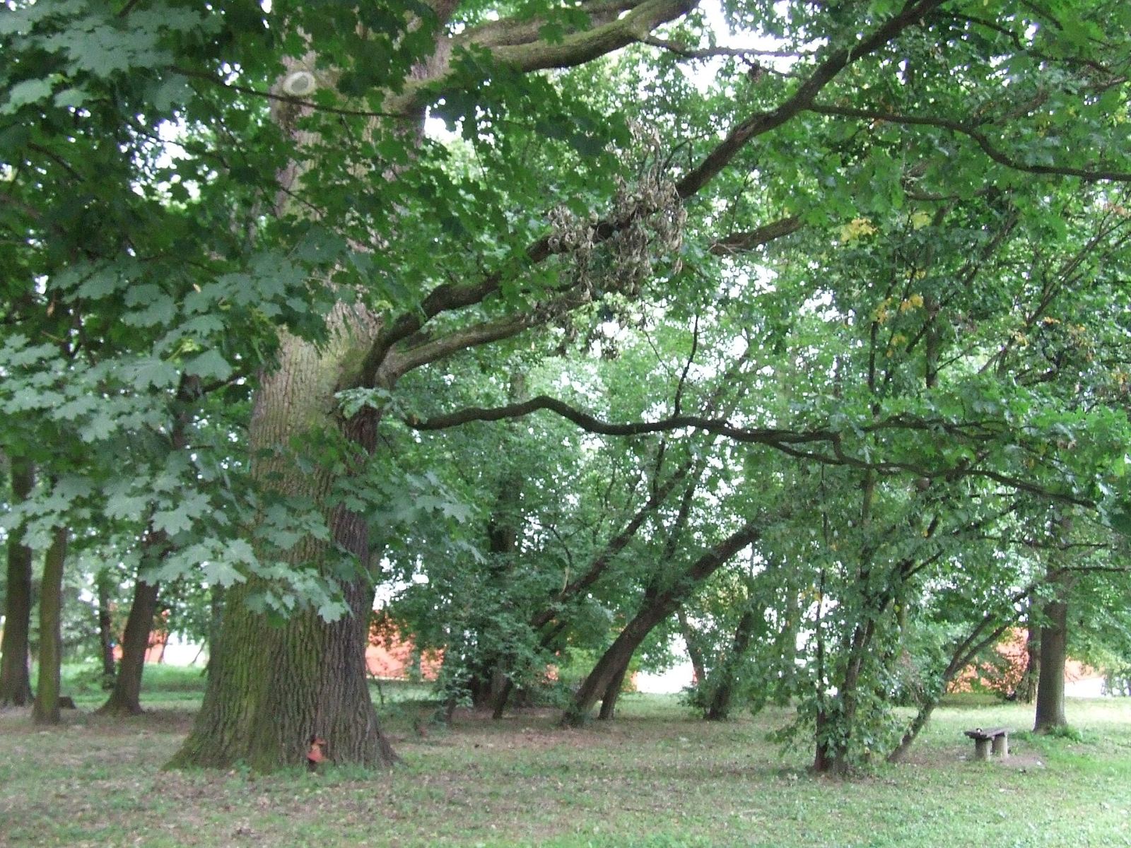 Park, Miętne