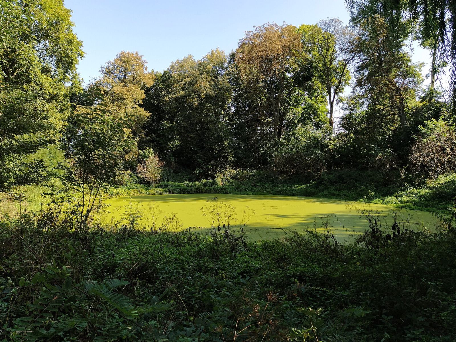 Park dworski, Makowlany