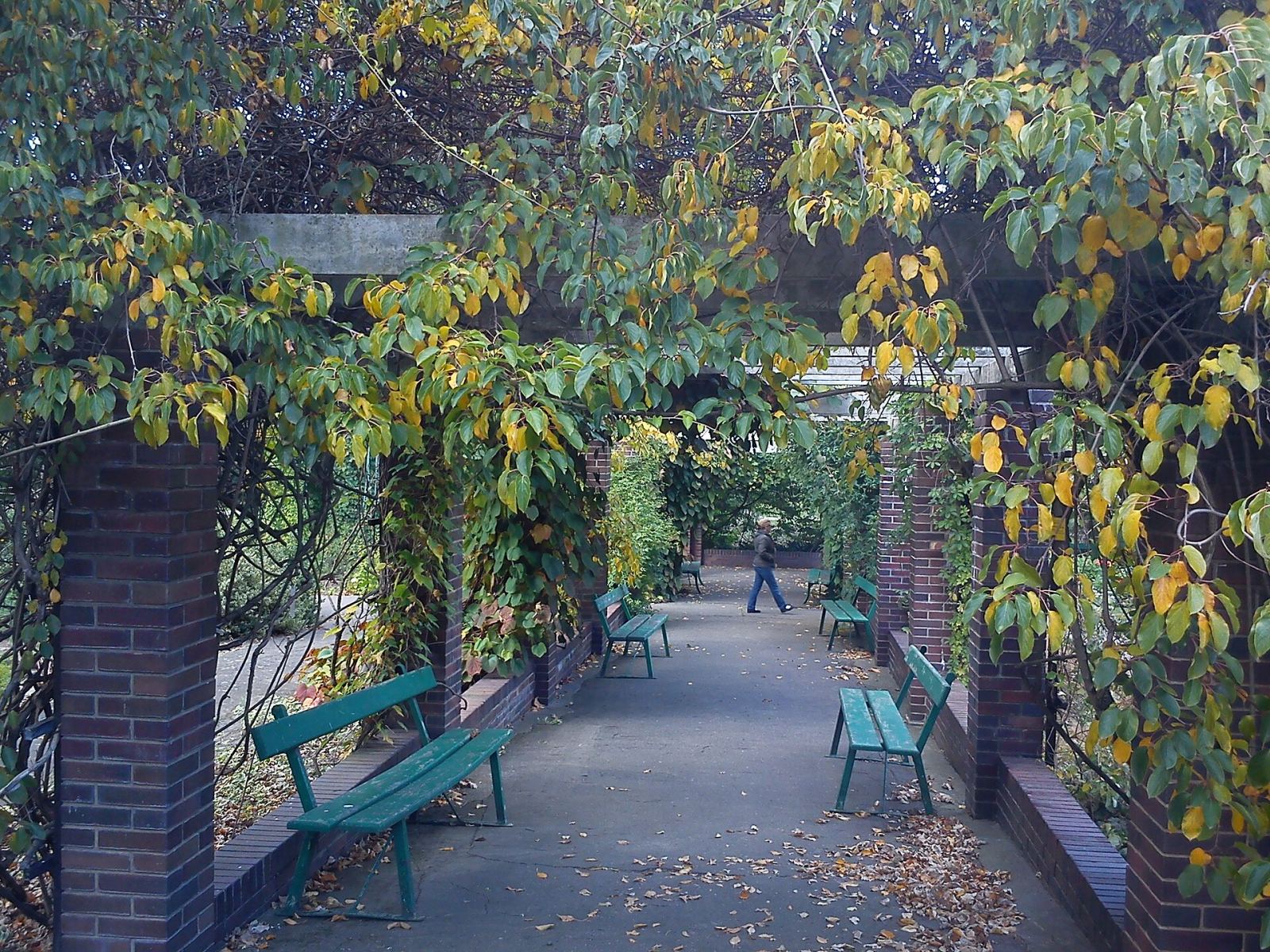 Ogród Botaniczny, Poznań